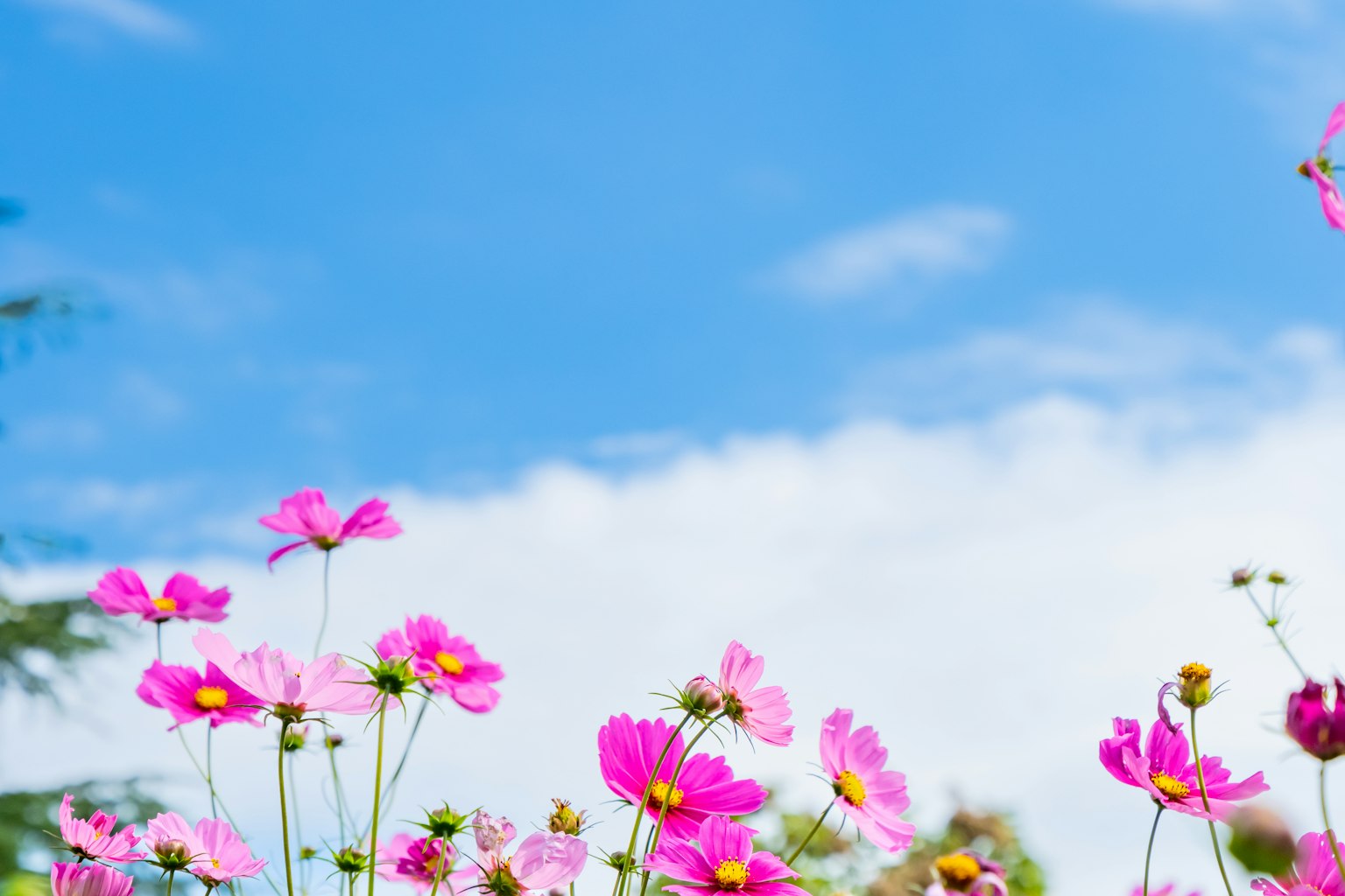 Vibrant pink flowers blooming under a blue sky