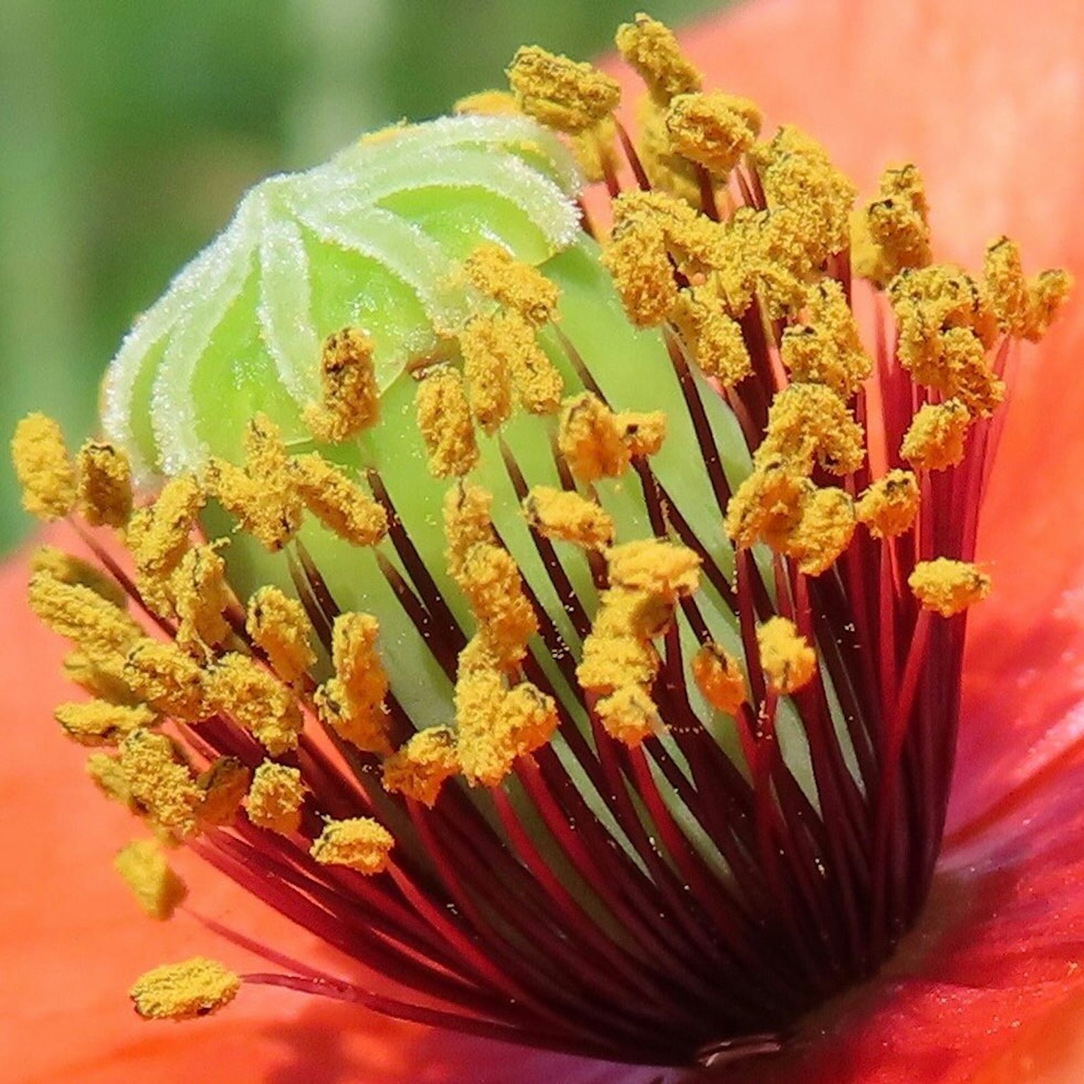 Primo piano di un fiore rosso vibrante con stami gialli e centro verde