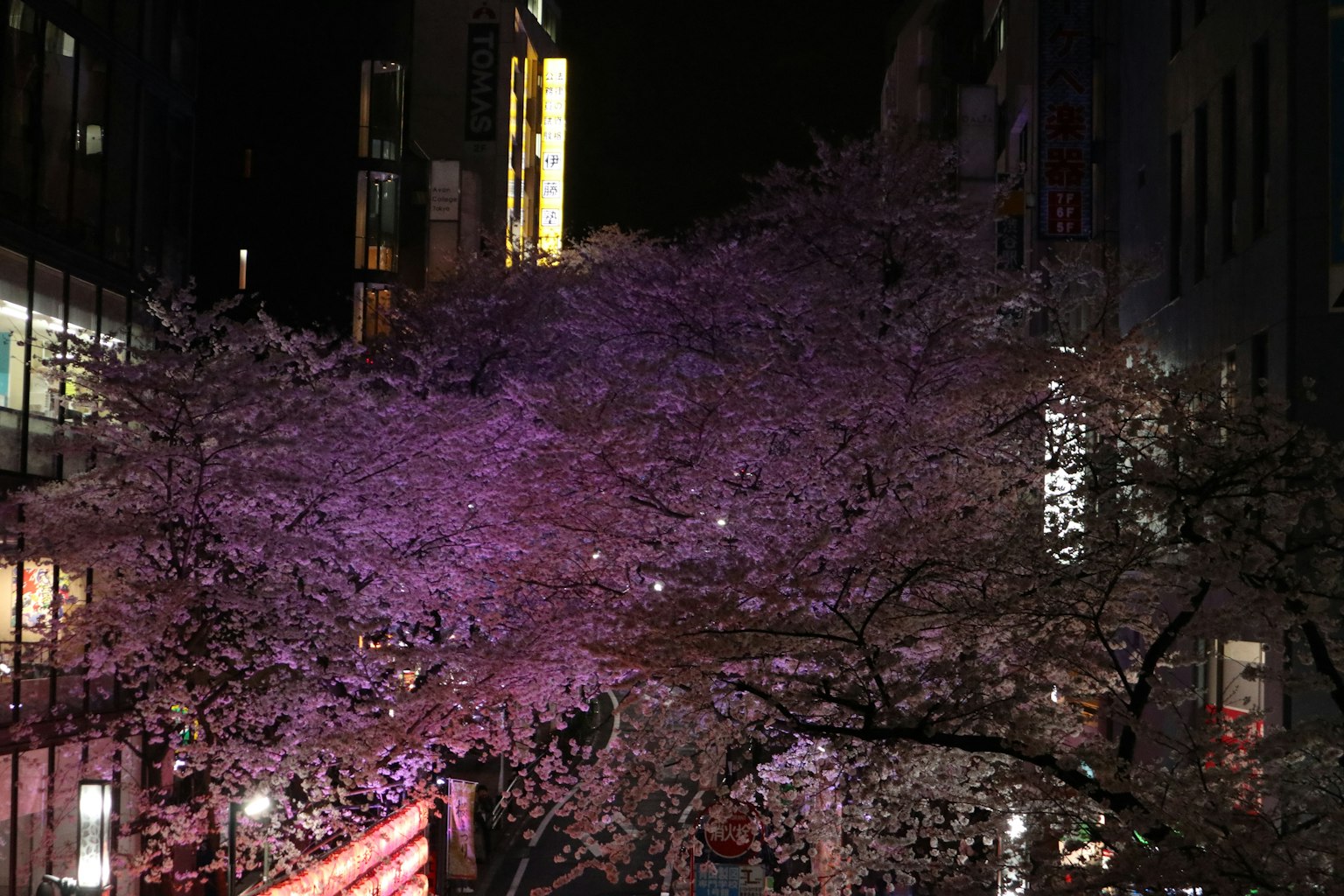 夜晚城市中美麗櫻花的場景