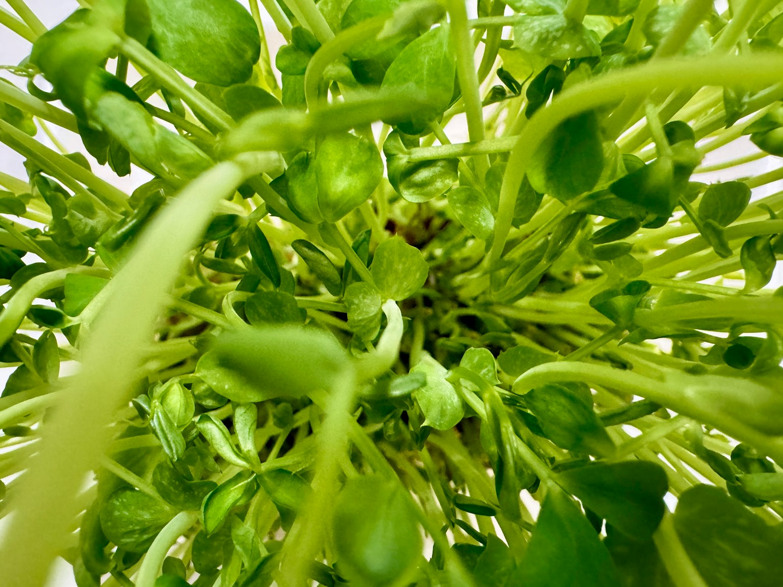Gros plan sur des pousses de pois verts denses en croissance