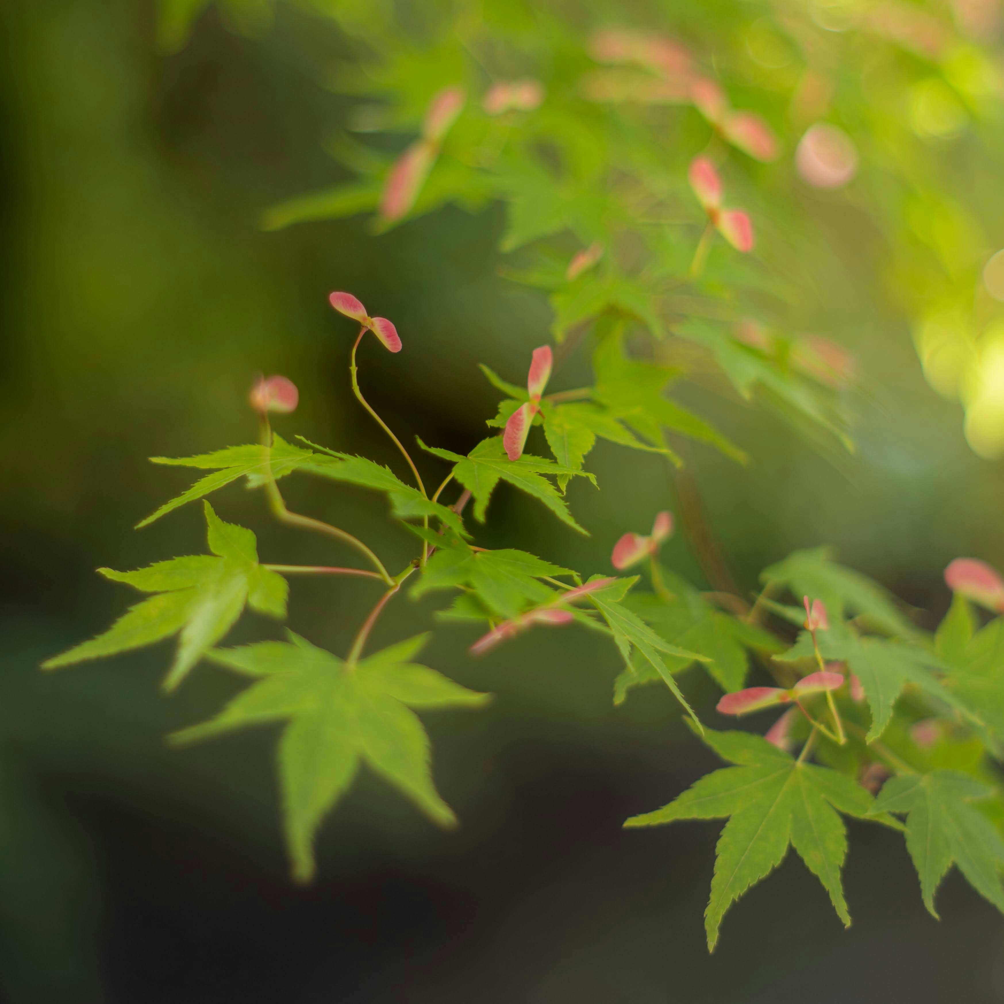 枫树枝，绿叶和粉红色花蕾