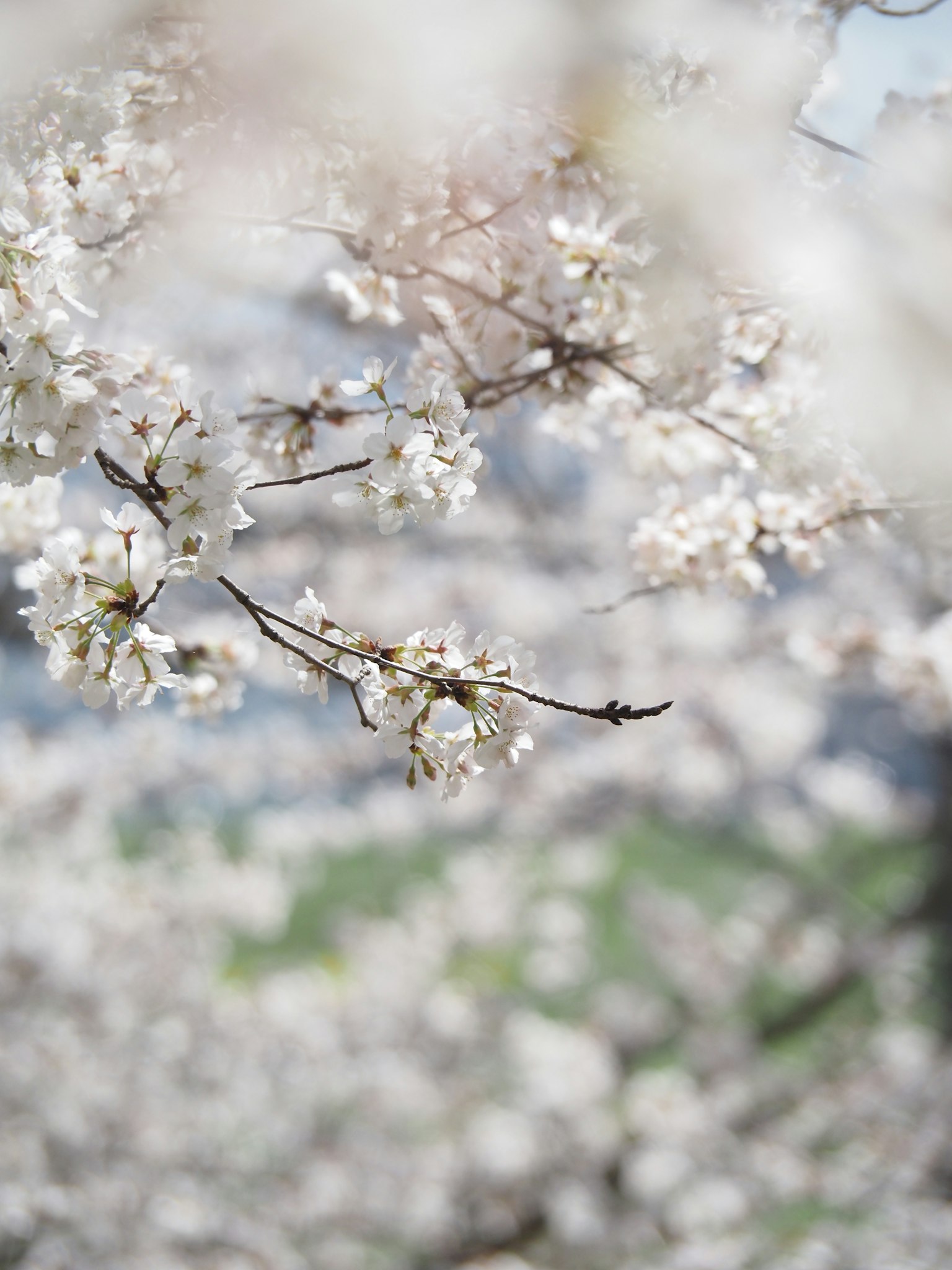 Vista sfocata di rami di ciliegio con fiori bianchi