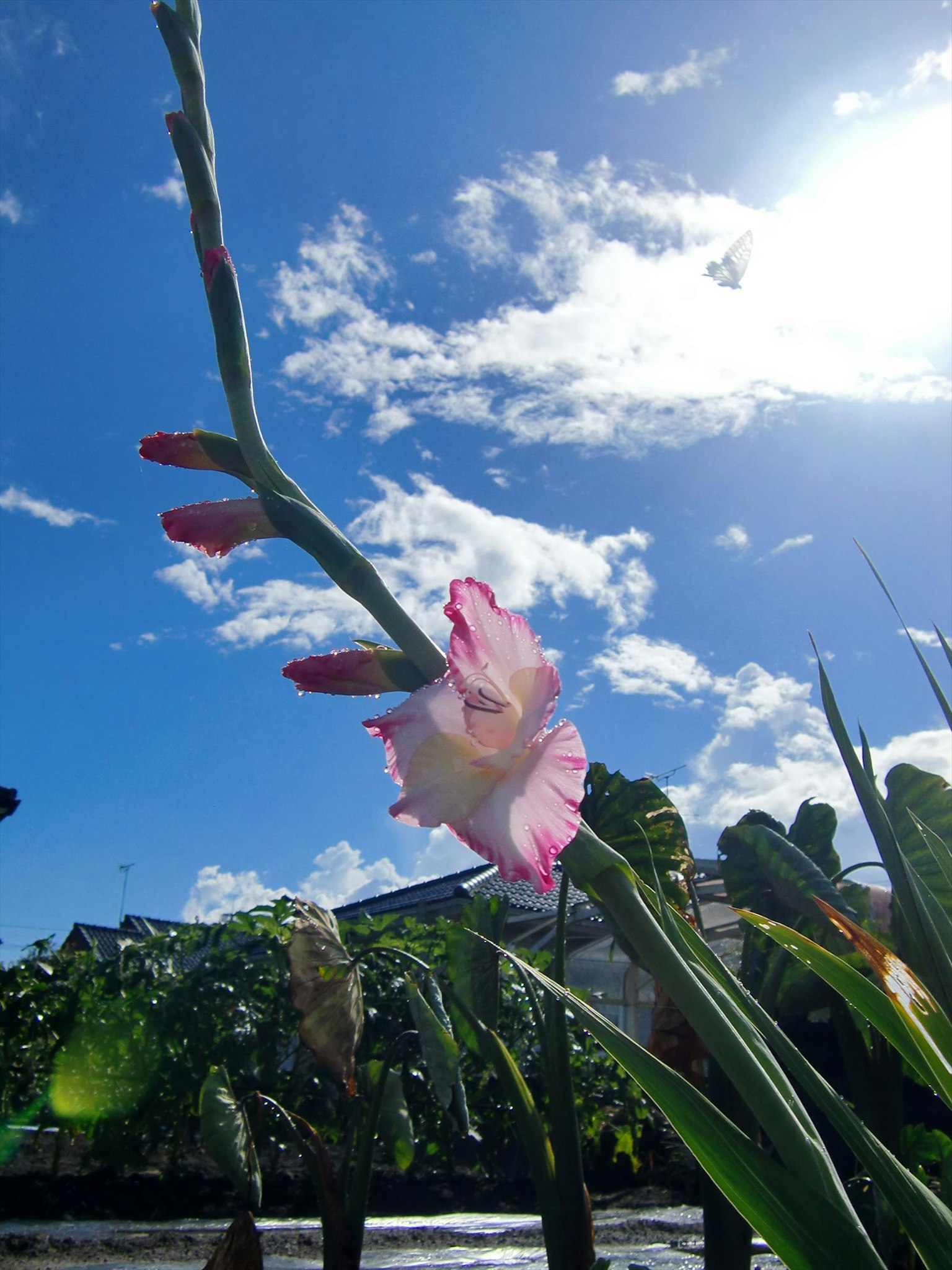 Fleur de glaïeul rose fleurissant sous un ciel bleu et des nuages blancs