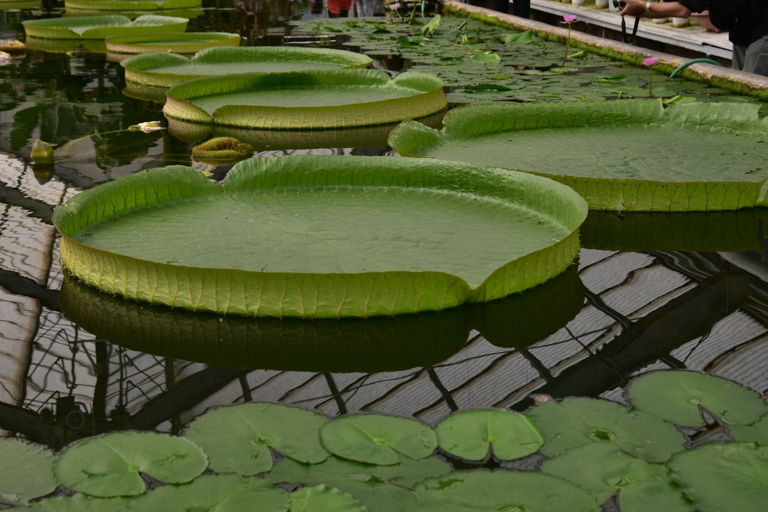 Daun teratai besar mengapung di permukaan dengan daun kecil di sekitarnya