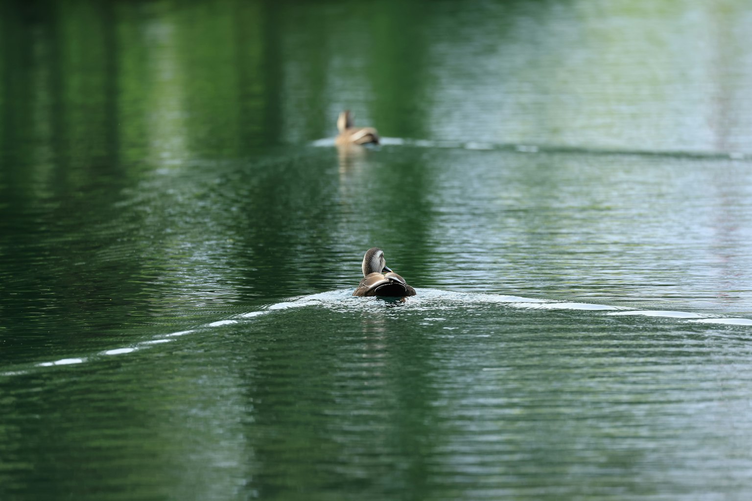 Canards nageant sur une surface d'eau sereine avec des ondulations