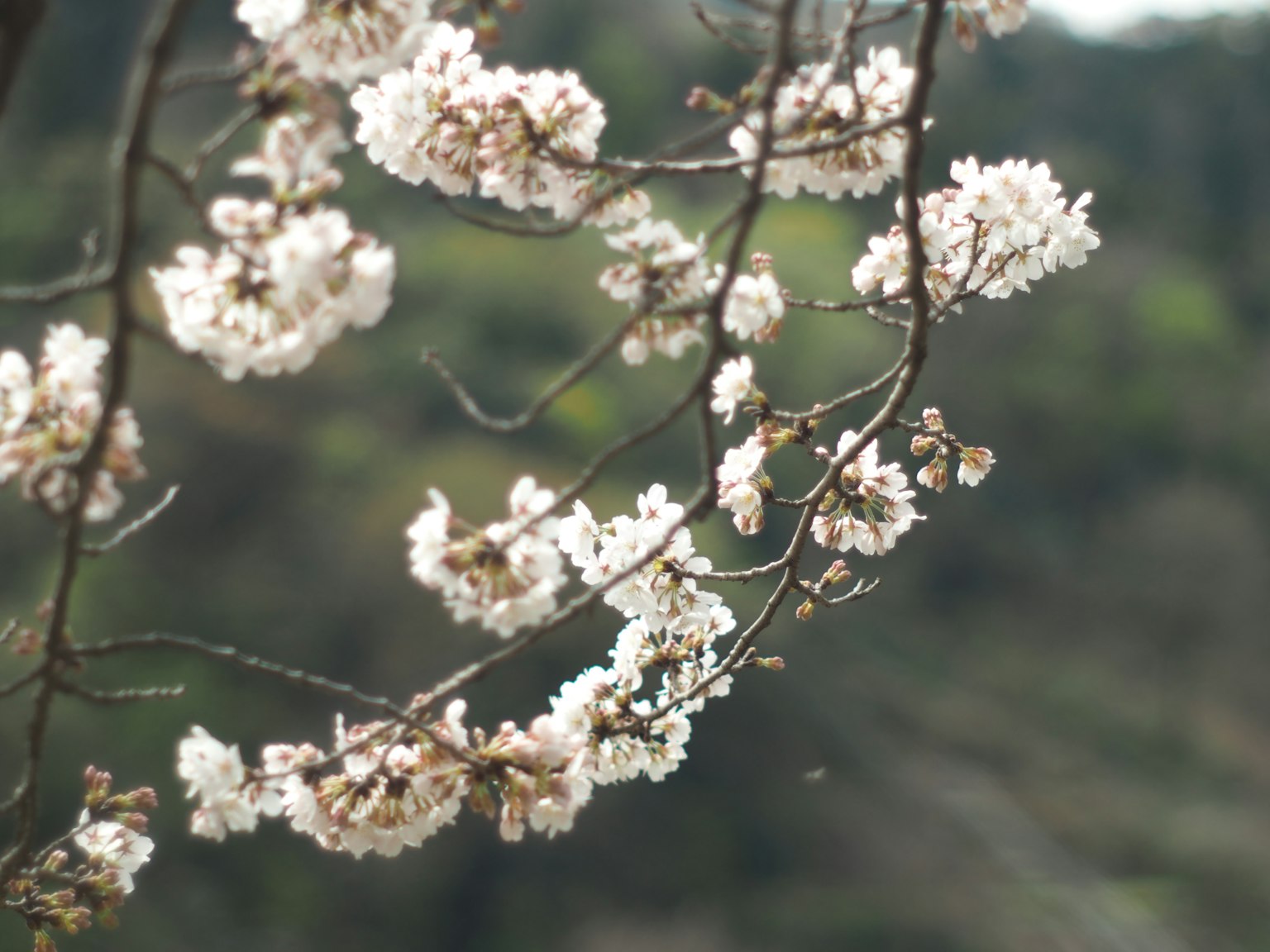 Nahaufnahme von blühenden Zweigen mit weißen Blüten vor einem verschwommenen grünen Hintergrund