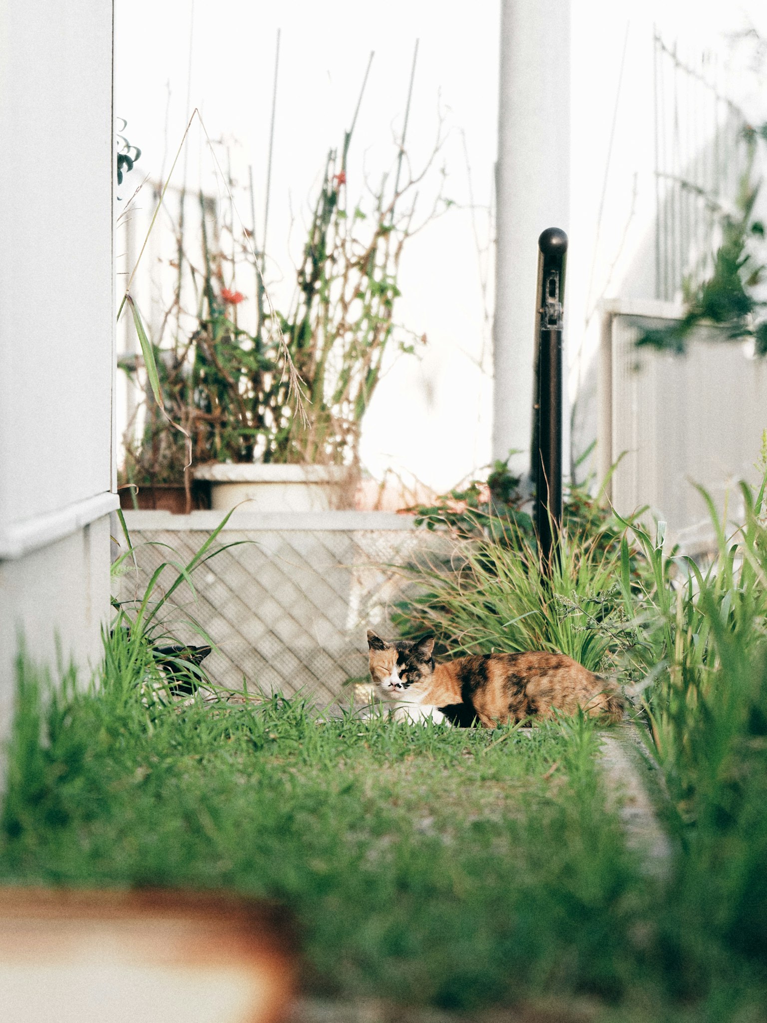 Gatto calico sdraiato nell'erba verde circondato da piante