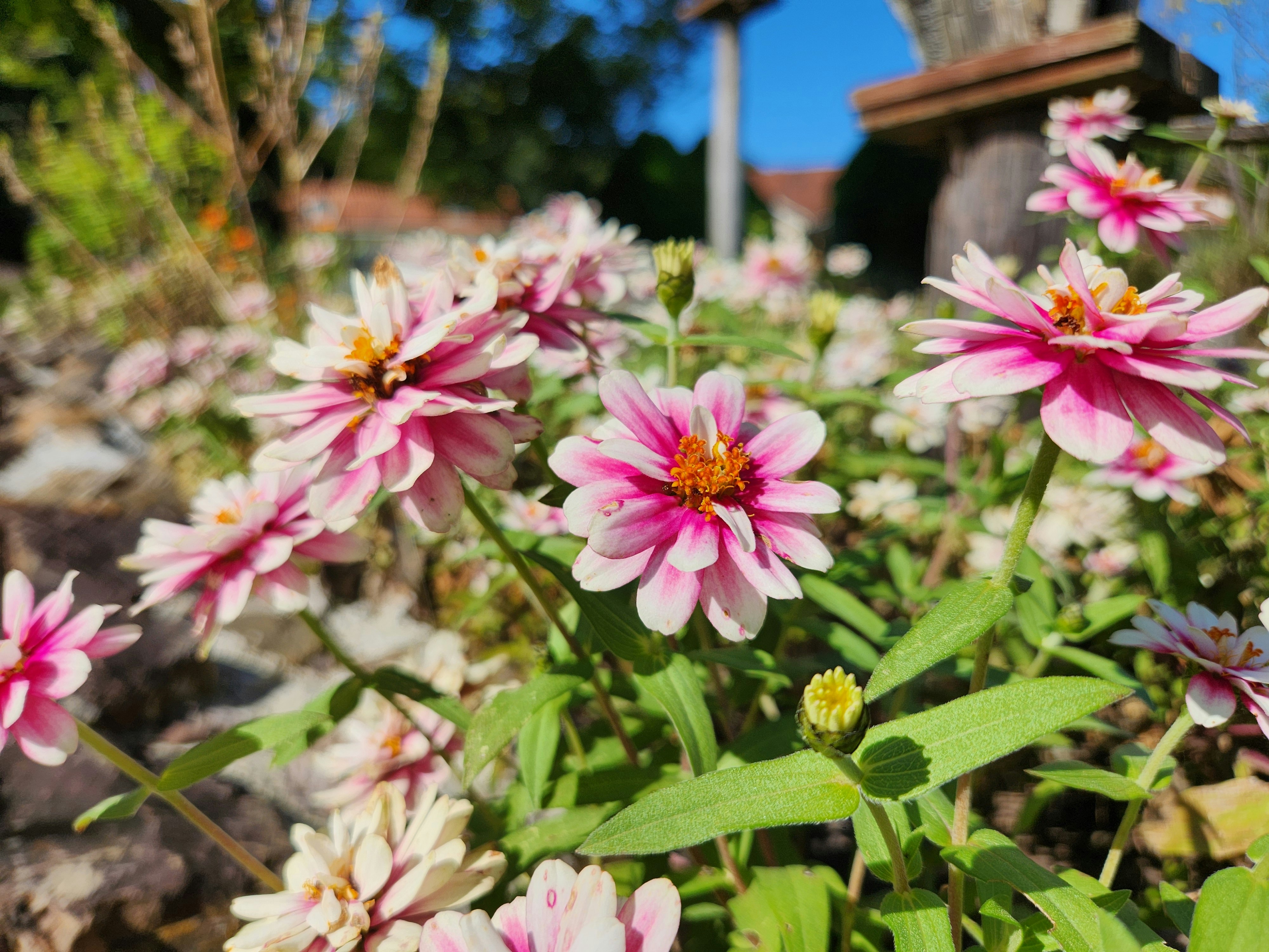 Gartenblumen mit rosa-weißen Blüten im Blumenbeet