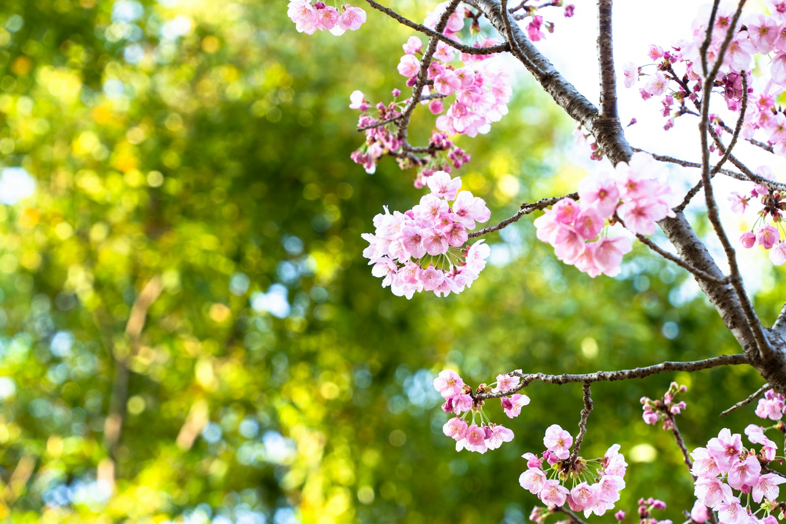 Bellissimo scenario primaverile con fiori di ciliegio su sfondo verde