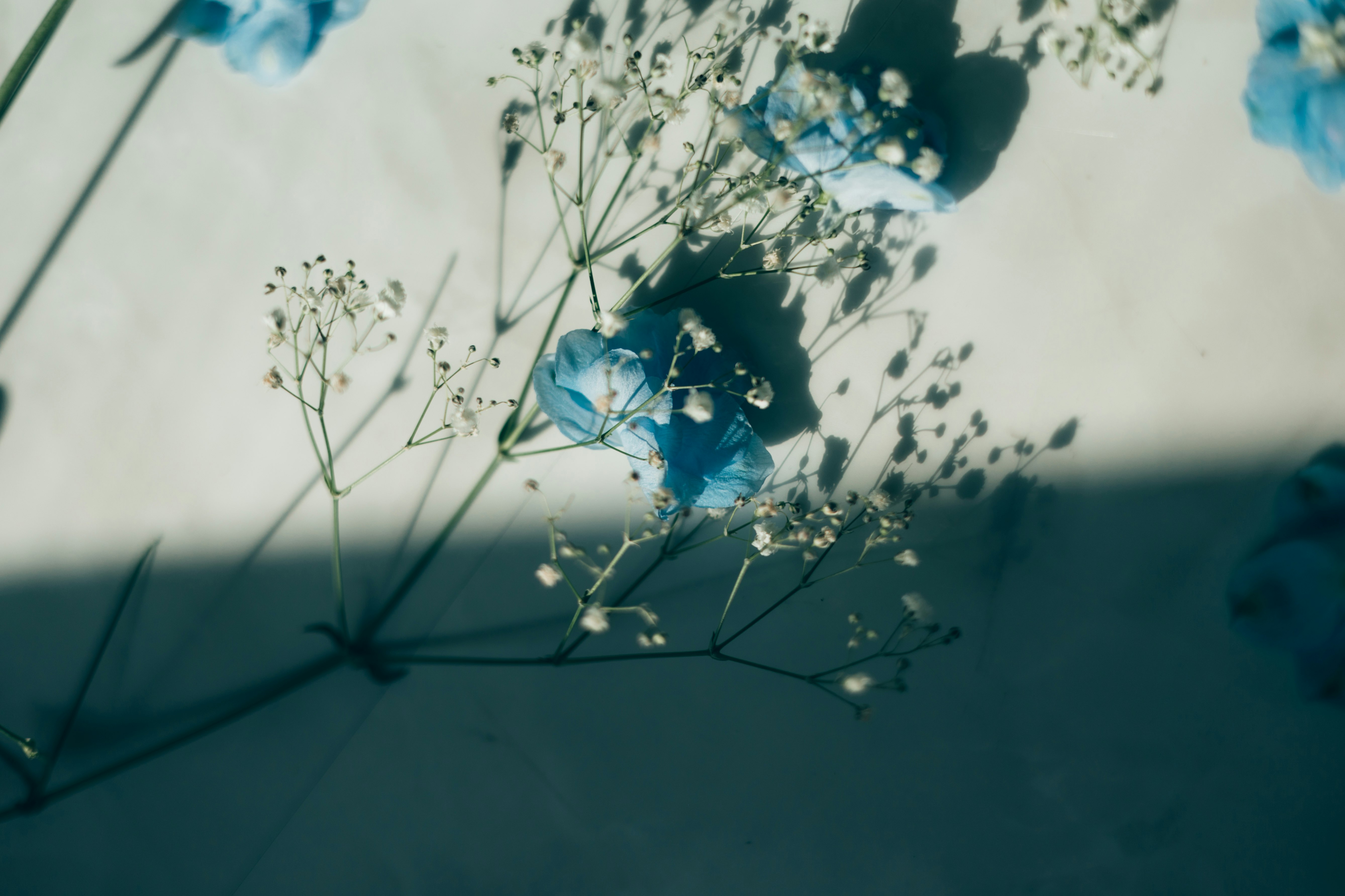 青い花びらと細い茎のある花のクローズアップ
