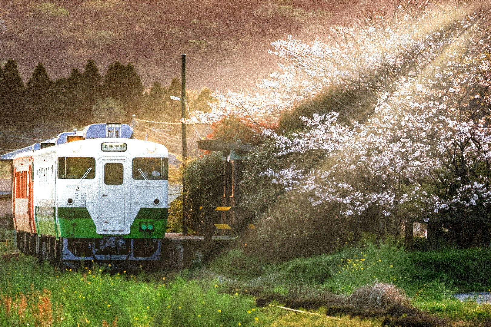 夕日に照らされたローカル鉄道と春の桜の並木