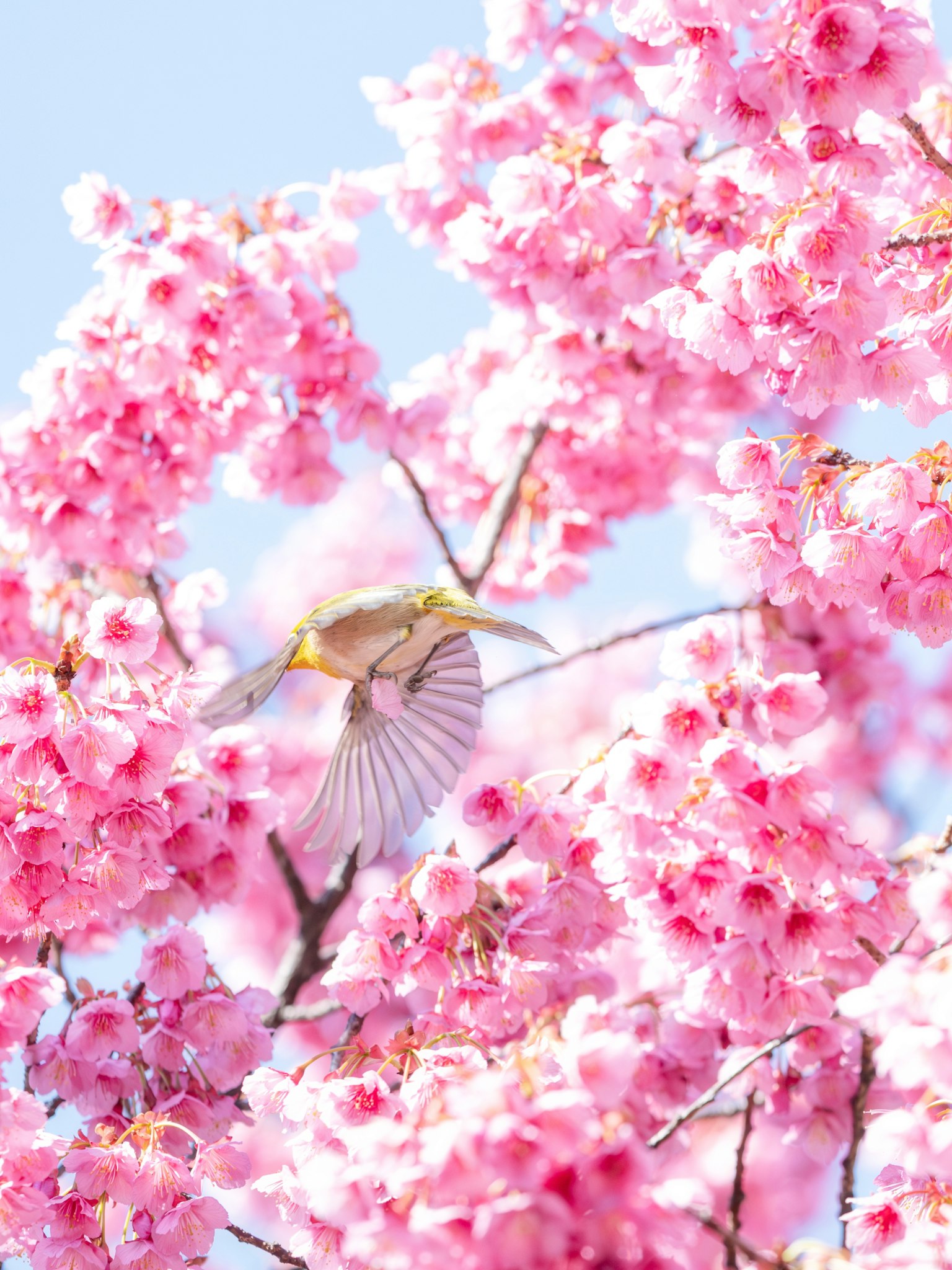 Seekor burung kecil terbang di antara bunga sakura pink