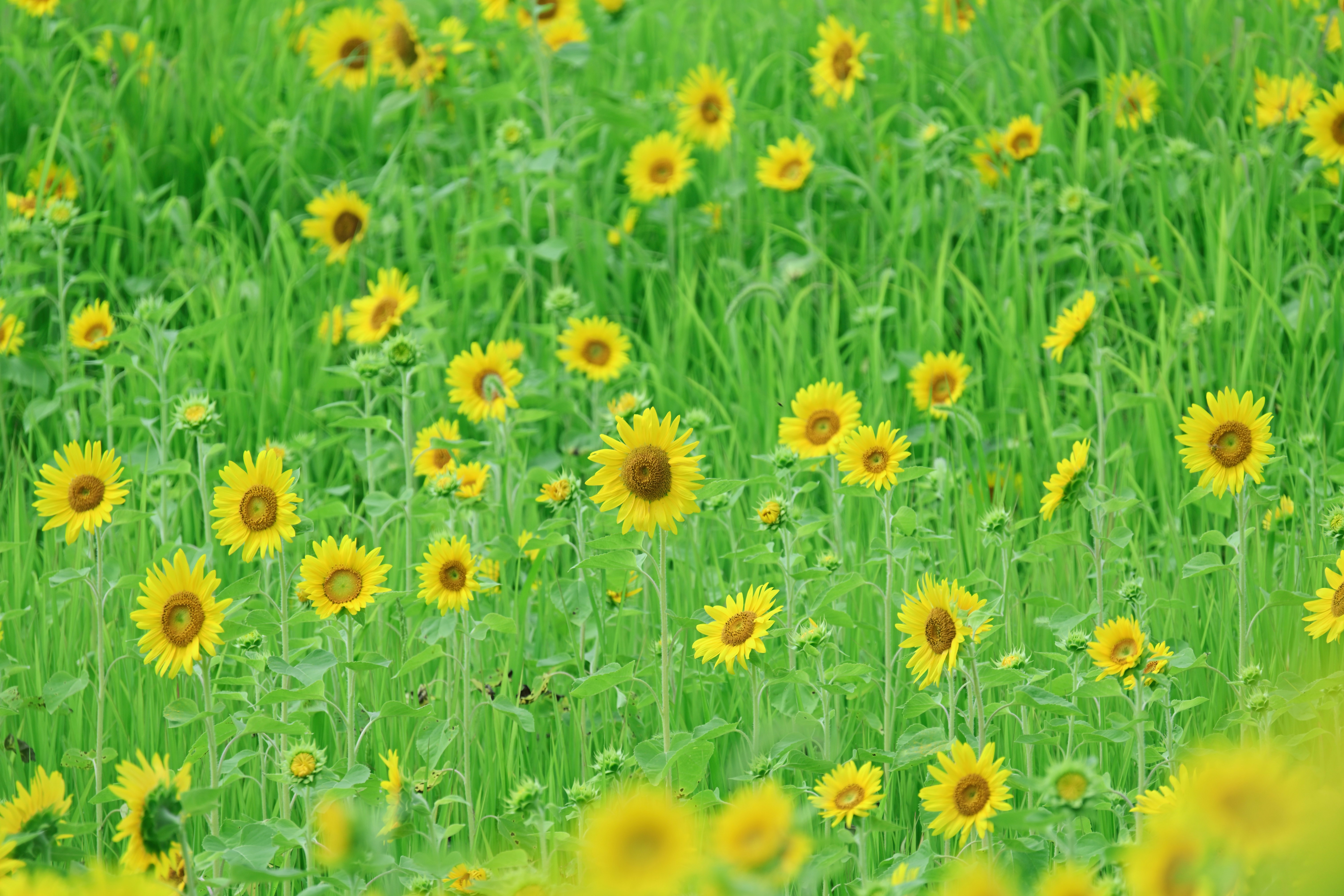 緑の草地に咲く向日葵の花畑