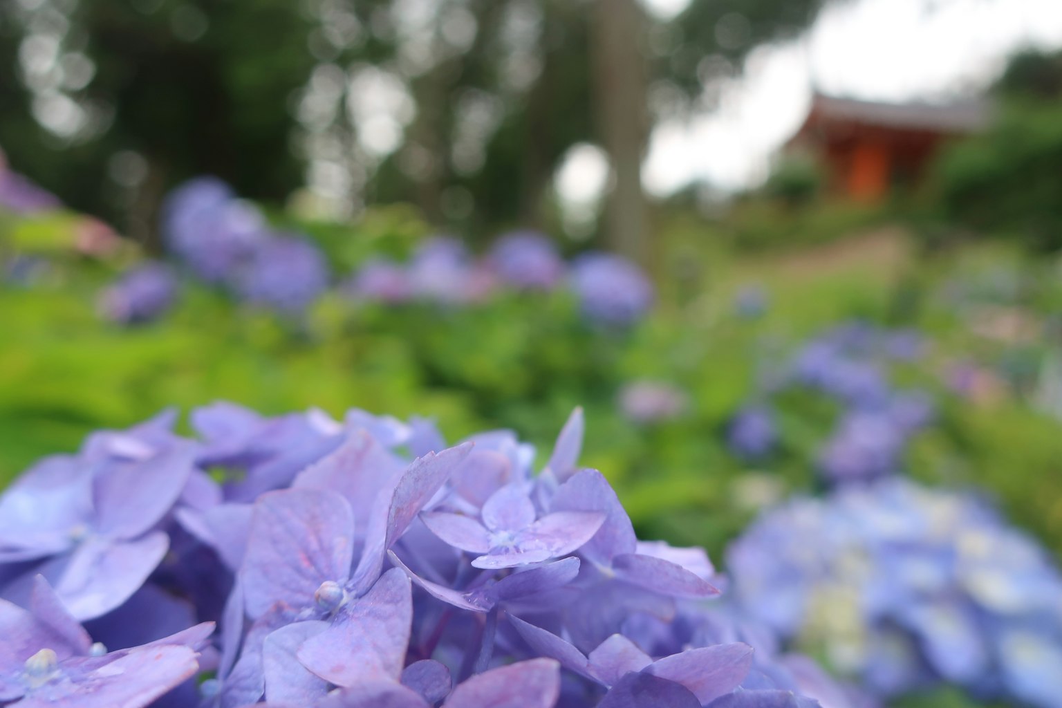 Acercamiento de flores de hortensia moradas en un jardín