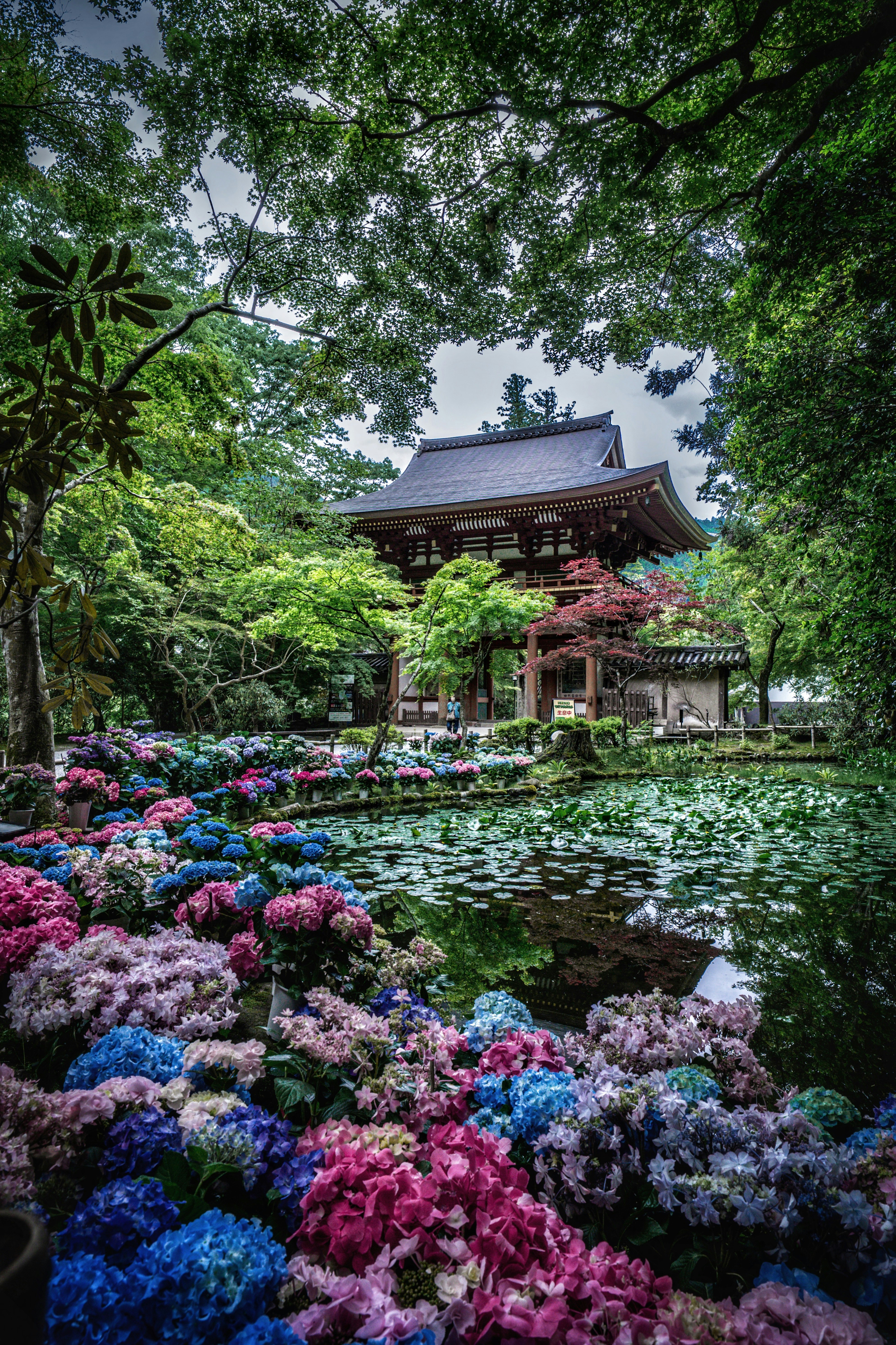 室生寺のあじさい回廊を彩る花々と池のある庭園の風景