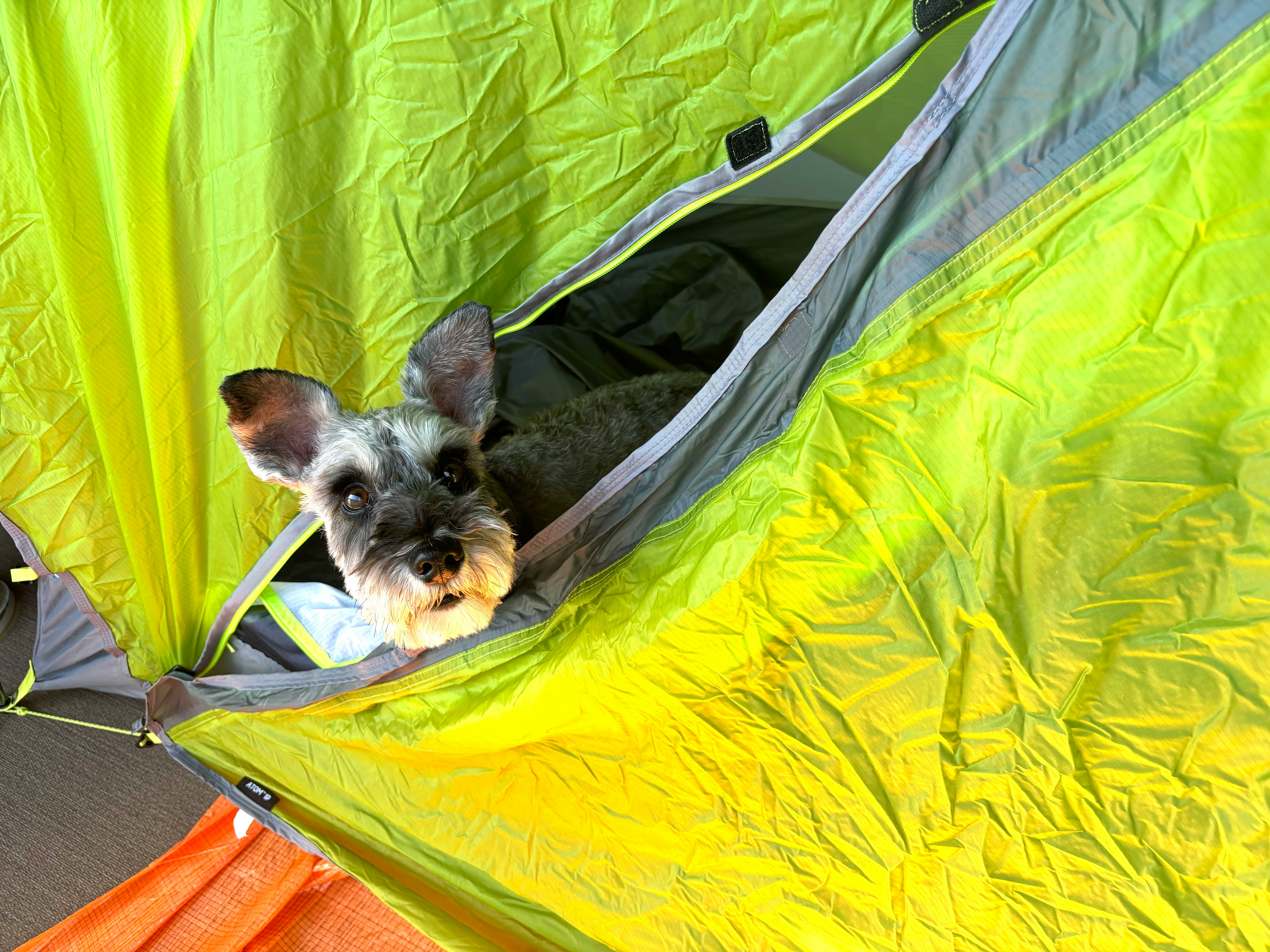 Cane schnauzer nano che sporge la testa da una tenda