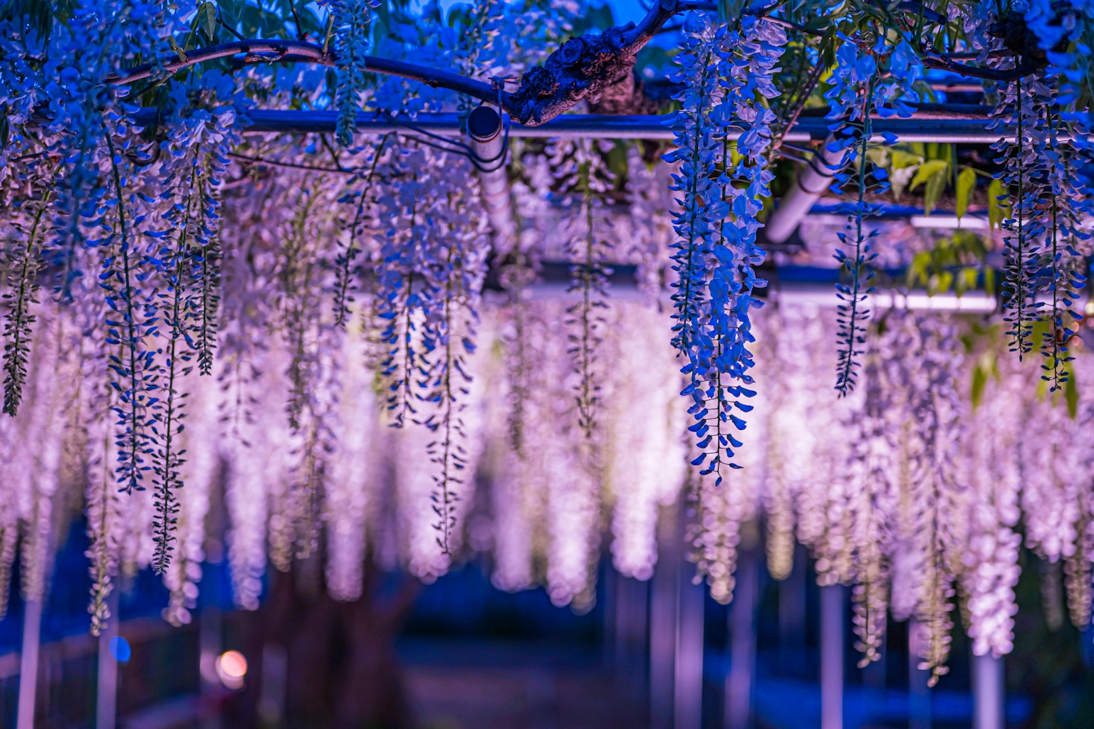蓝色光下悬挂的紫藤花的美丽场景