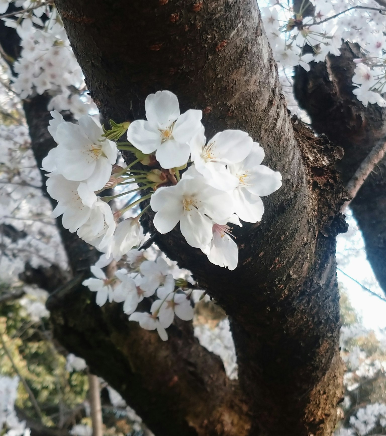 櫻花在樹幹上的特寫