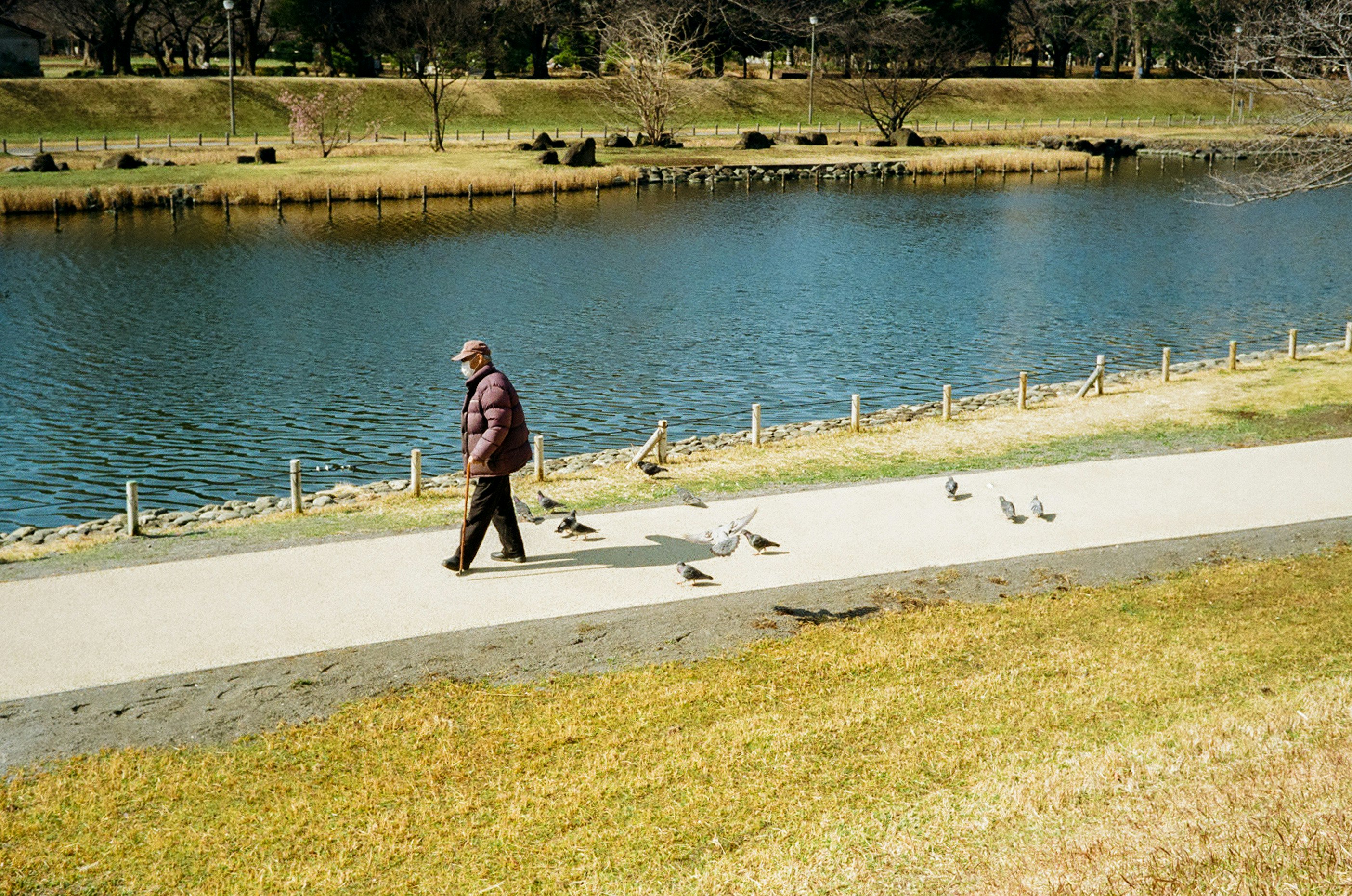 池のほとりを歩く鳩使いの人物と鳩のいる公園の散歩道