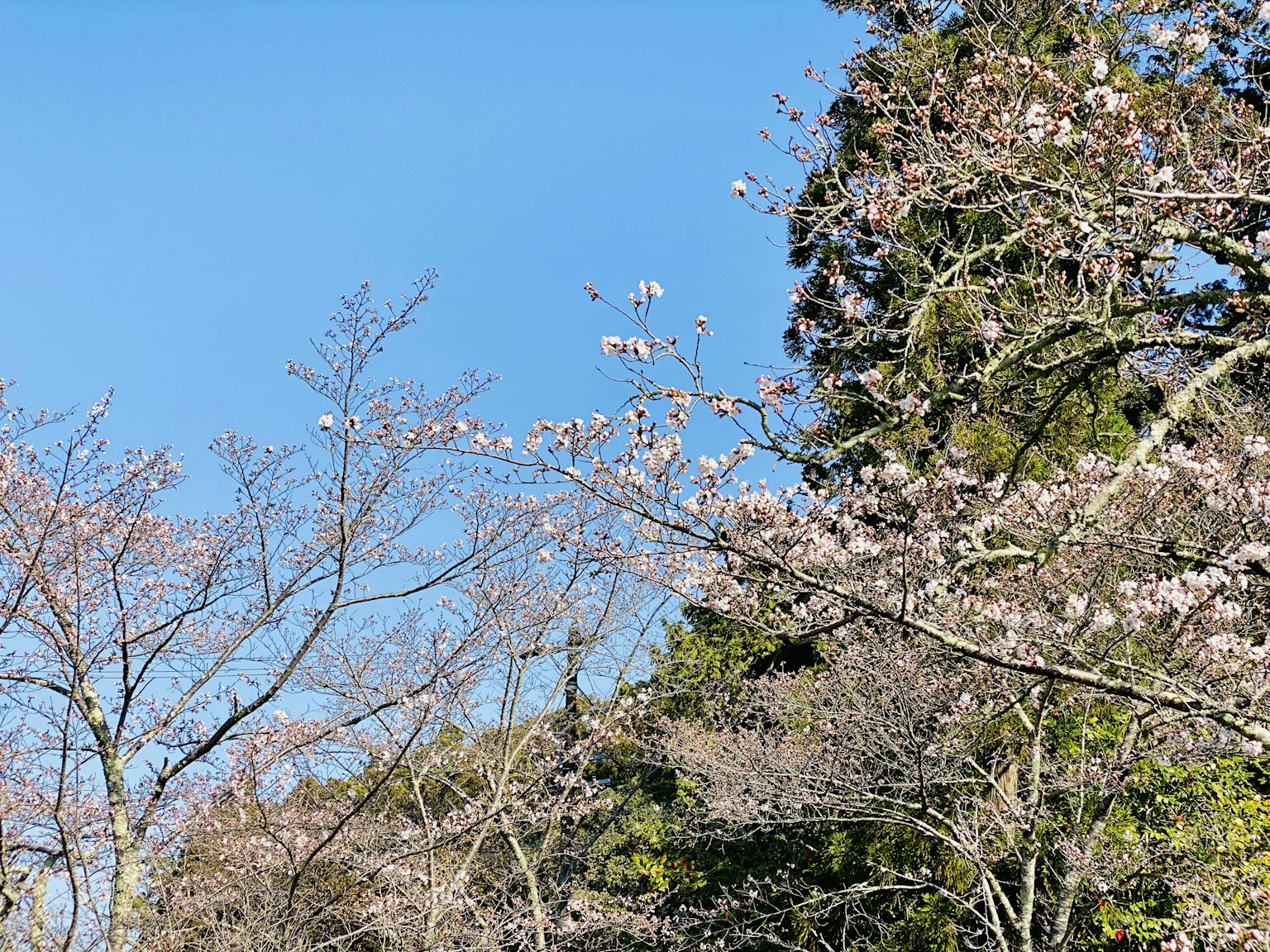 Cherry blossom trees in bloom under a blue sky
