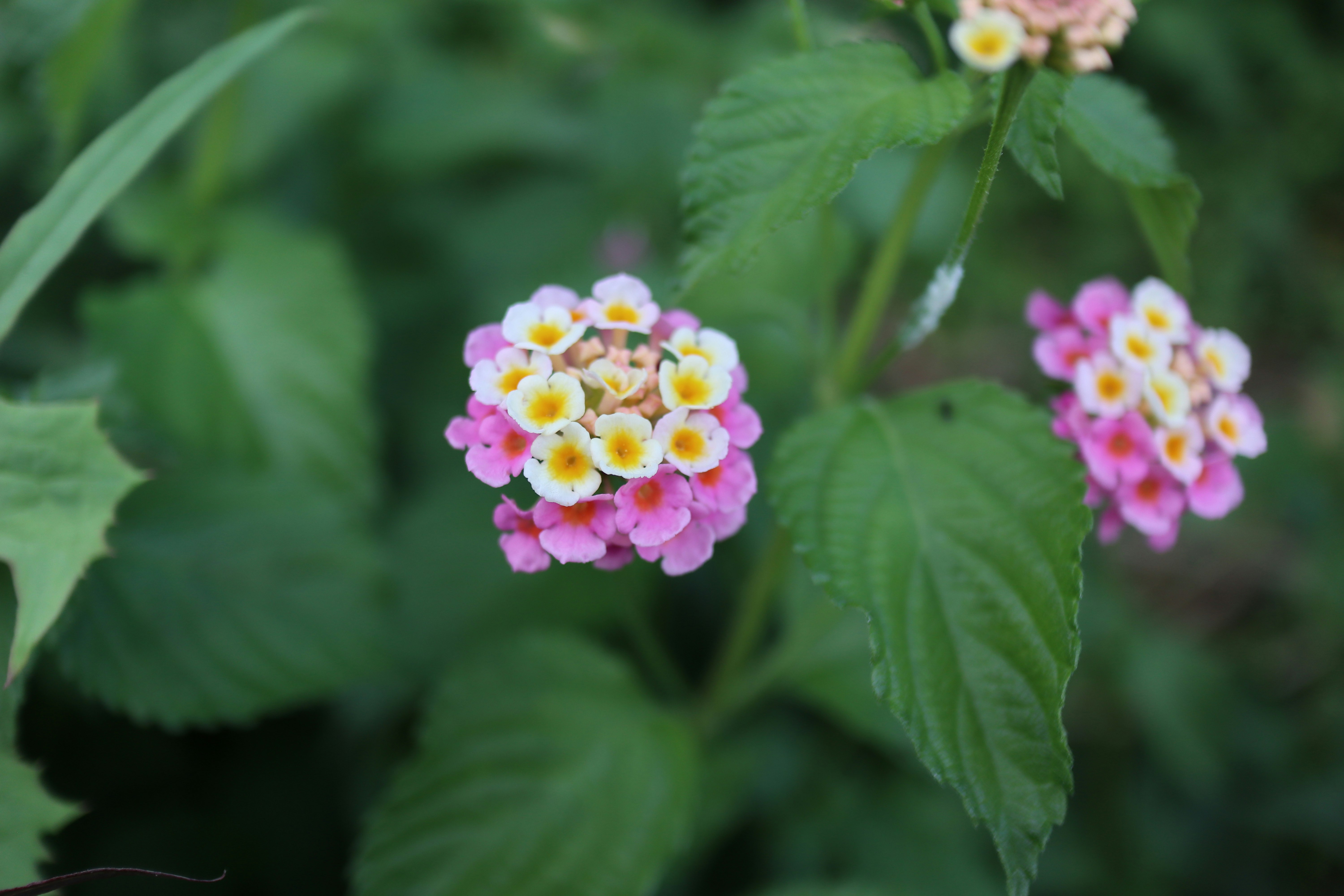 兰花草（马缨丹）花朵盛开在花园里