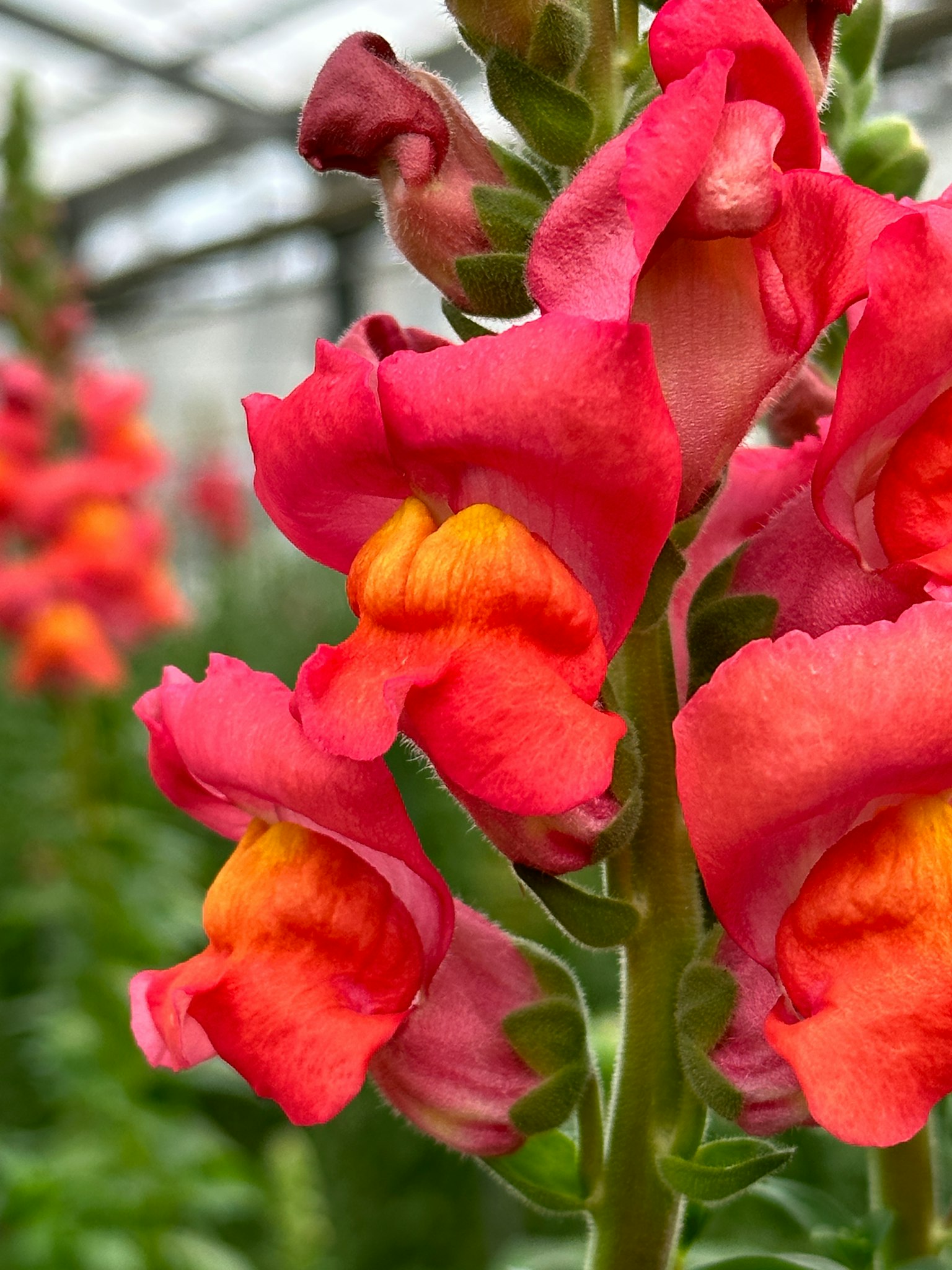 Close-up of snapdragon flowers with vibrant red and orange petals