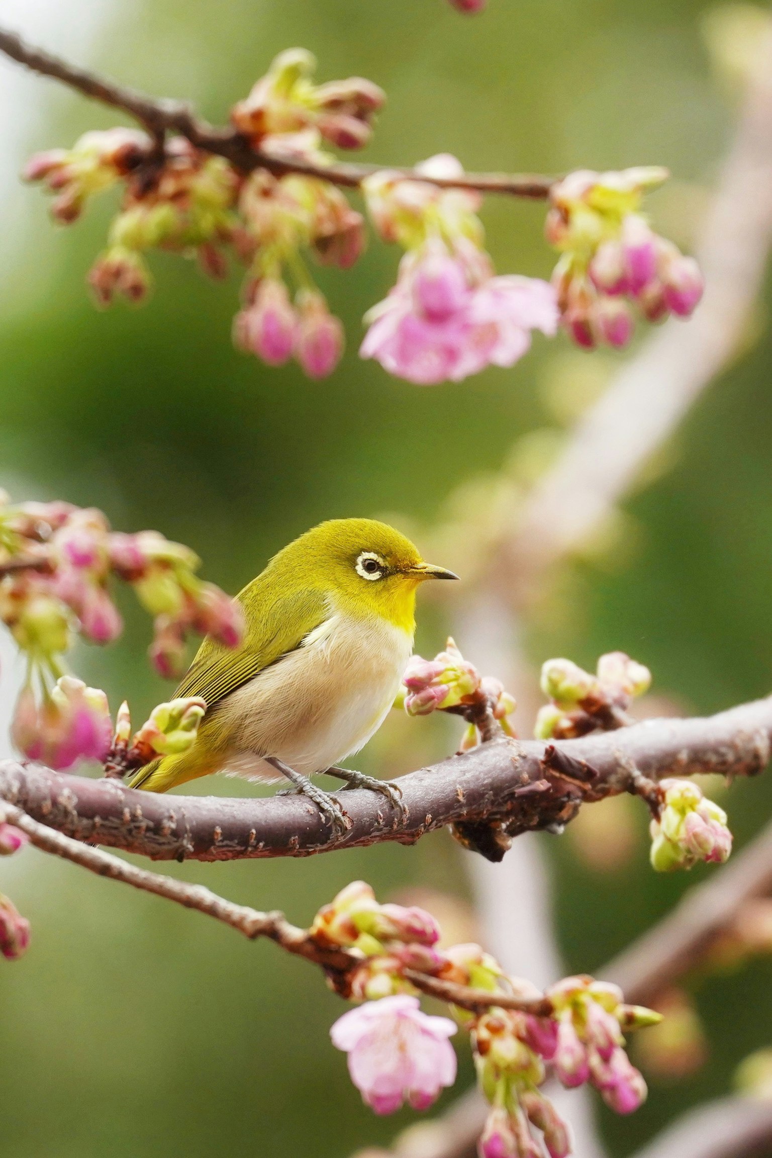 Un pequeño pájaro verde posado entre las flores de cerezo