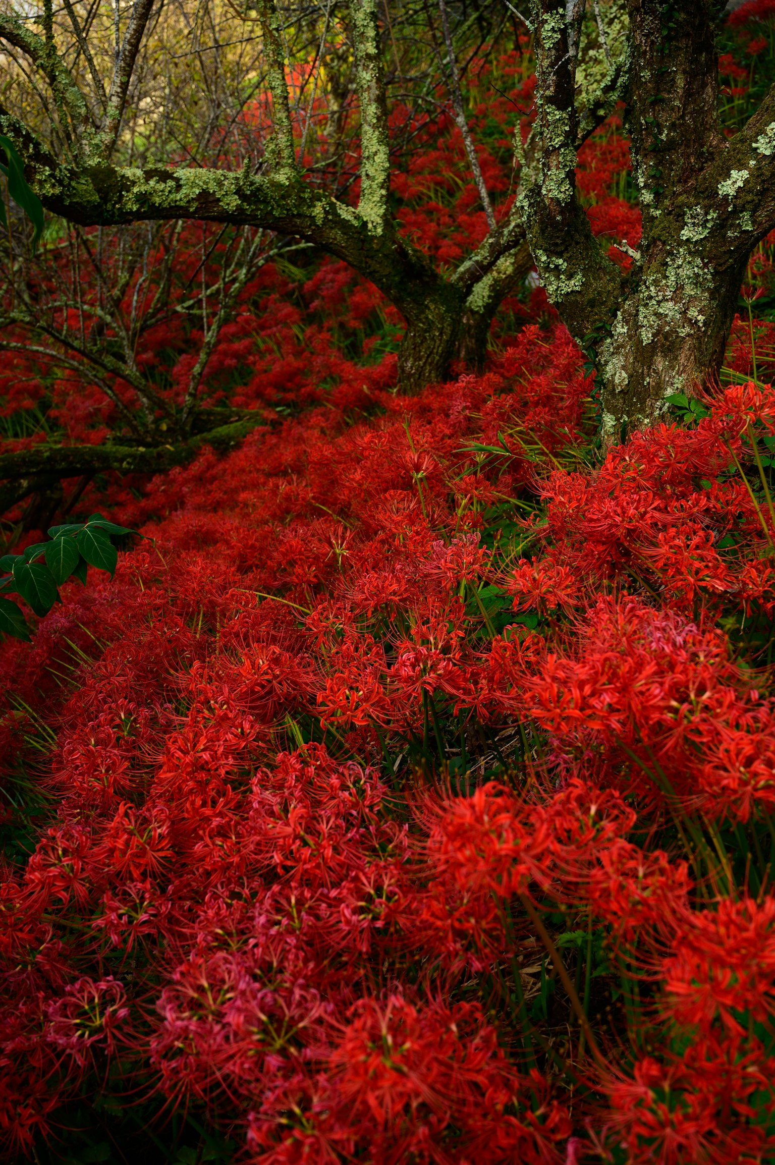 Scena forestale con fiori rossi vivaci