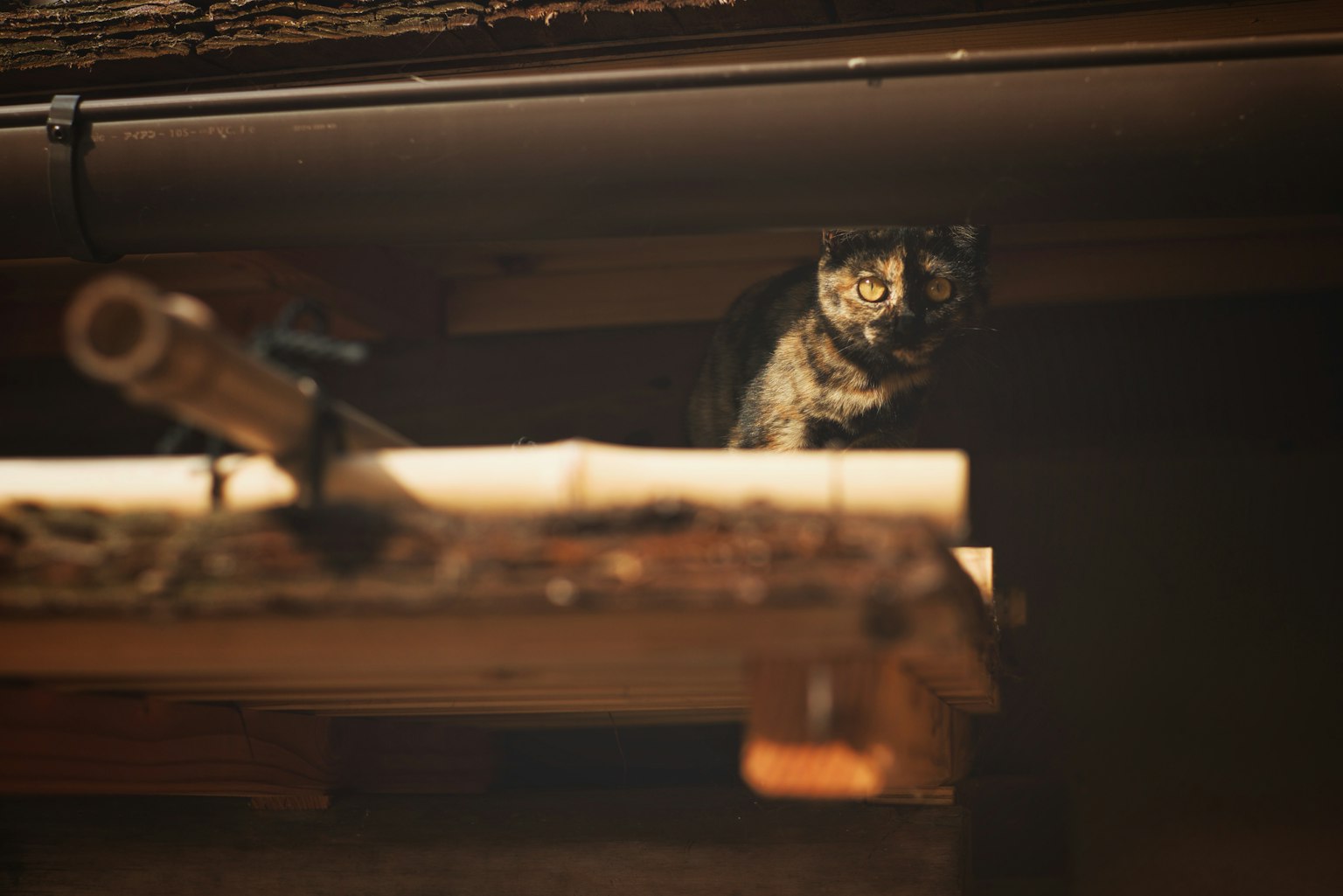 Un animal parecido a un gato posado sobre una viga de madera