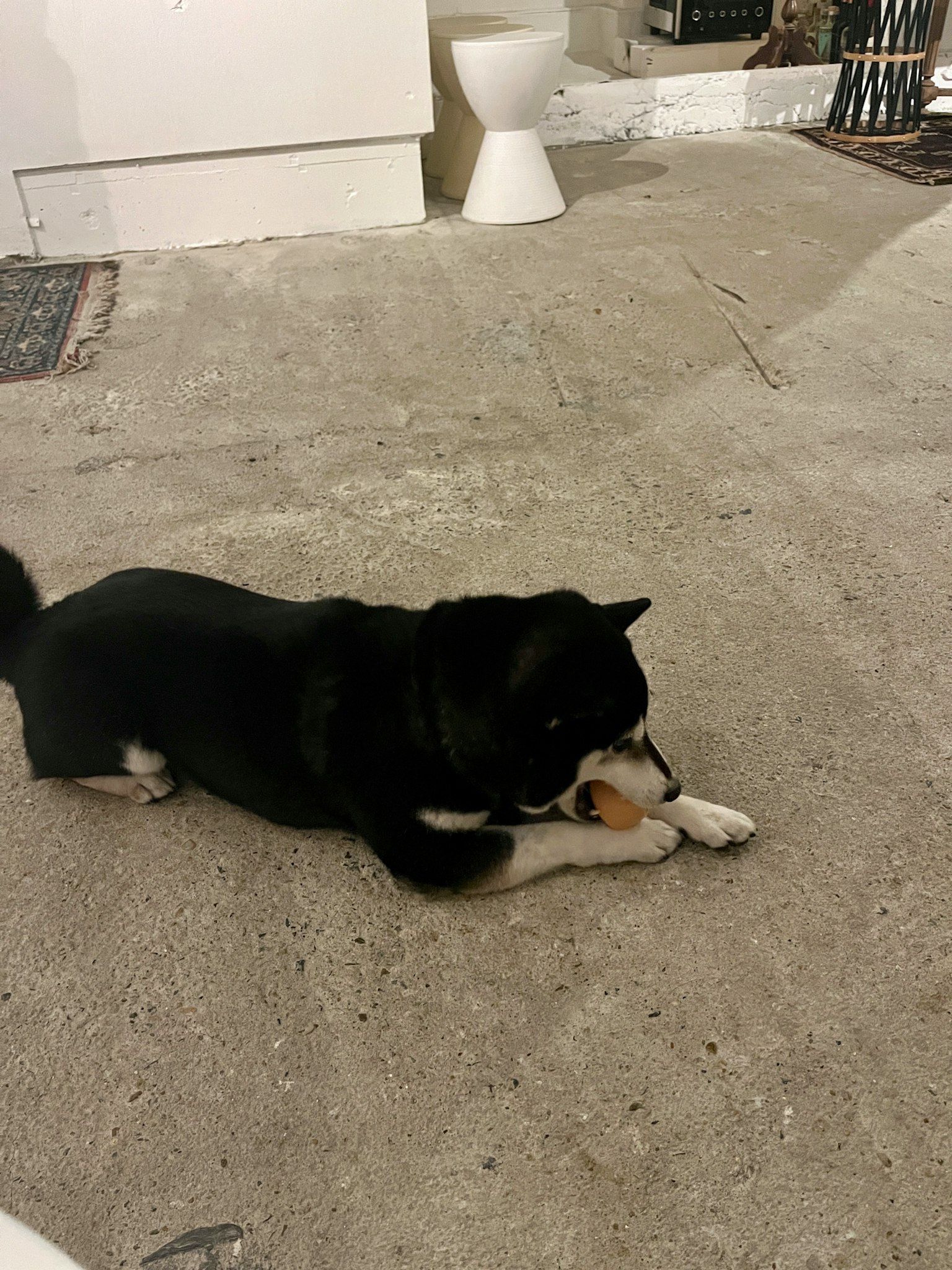 一只黑色柴犬在地板上啃玩具