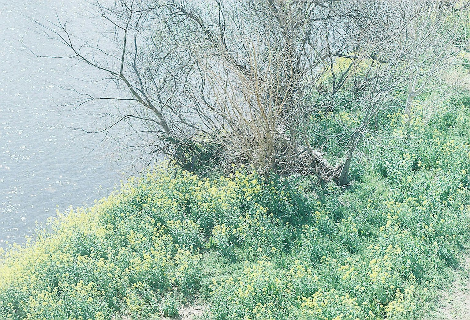 河邊的黃色花朵和樹枝