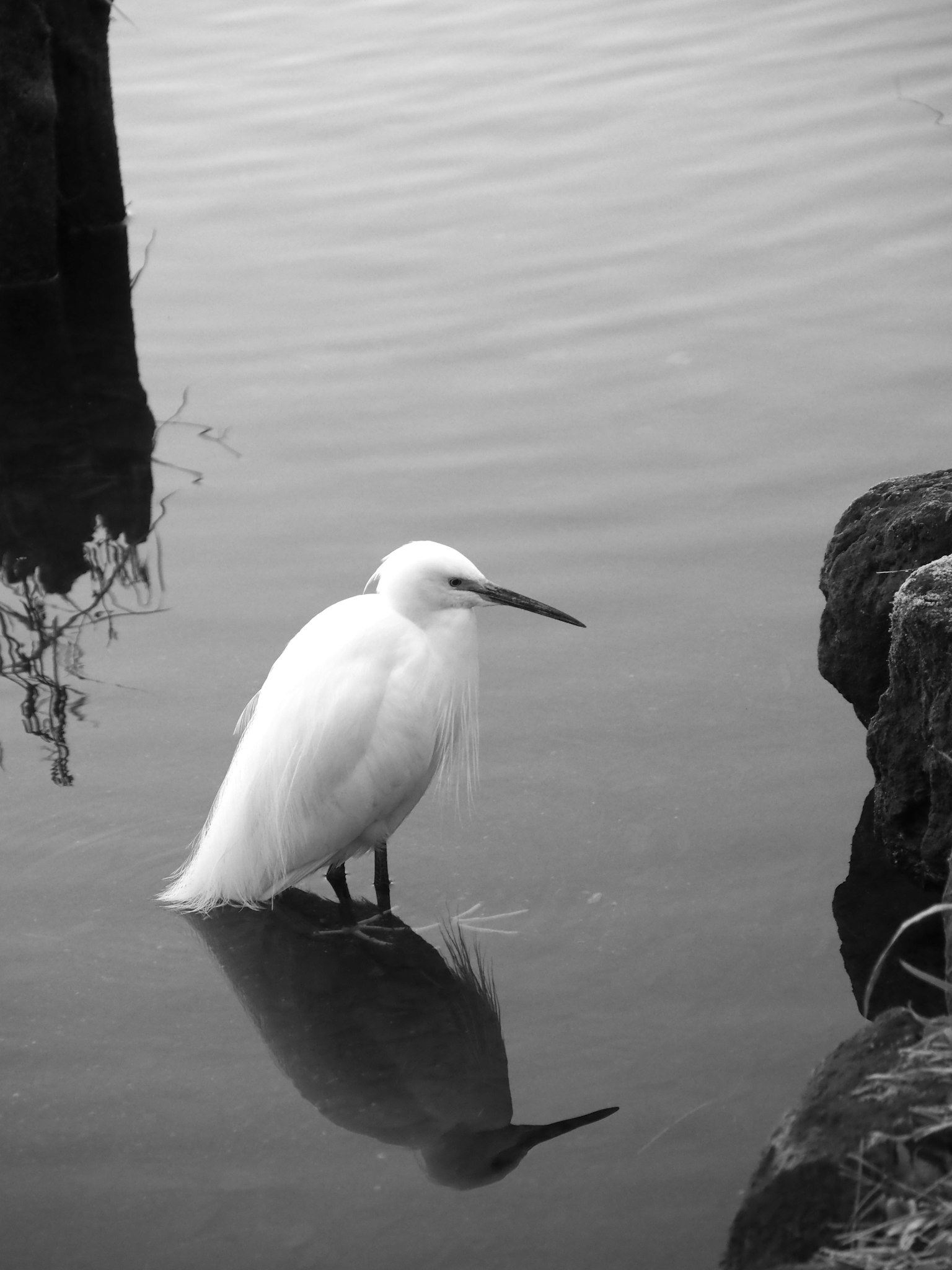 Gambar hitam putih seekor heron putih berdiri di tepi air