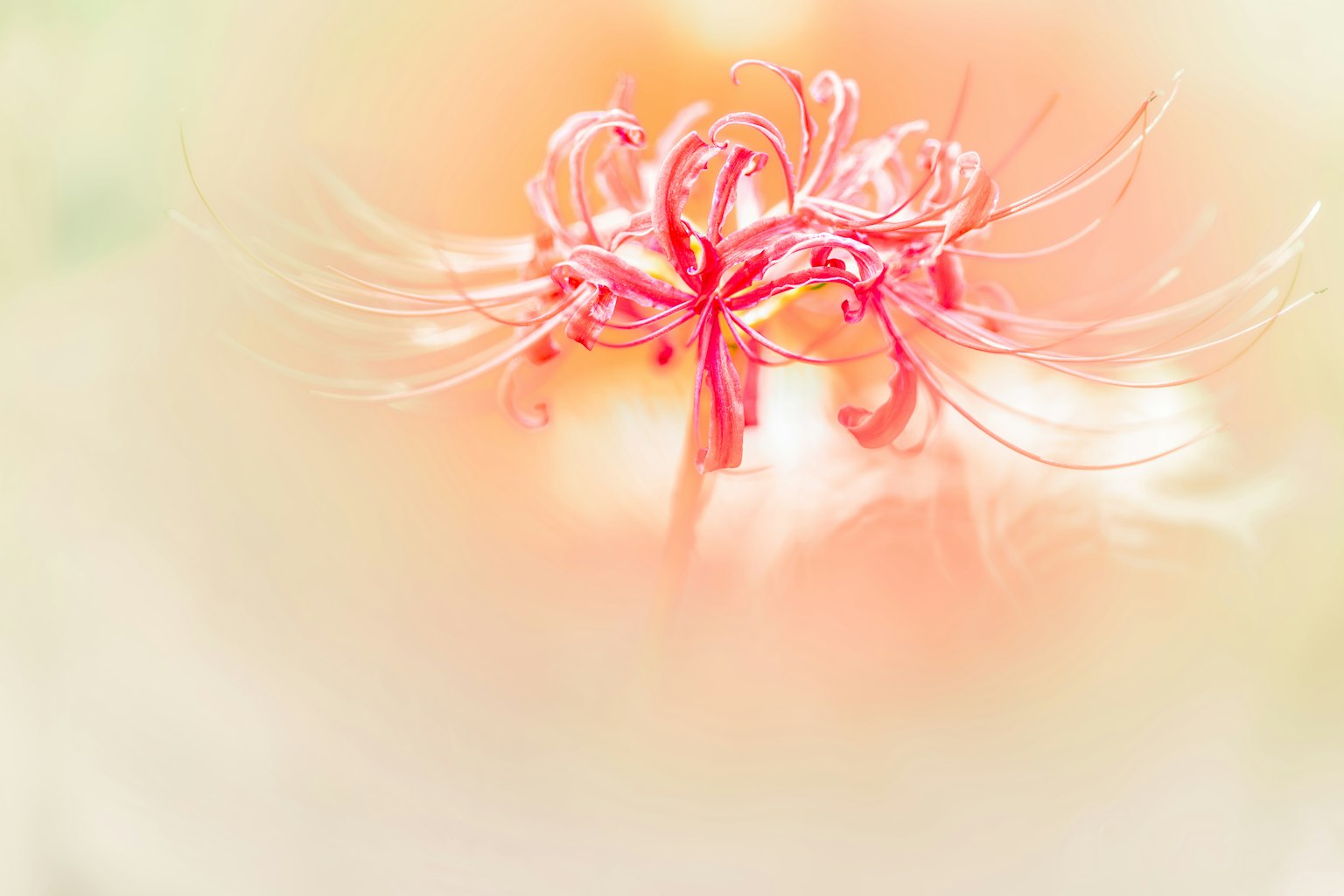 Primo piano di un fiore delicato con petali rosa e lunghi stami in colori tenui