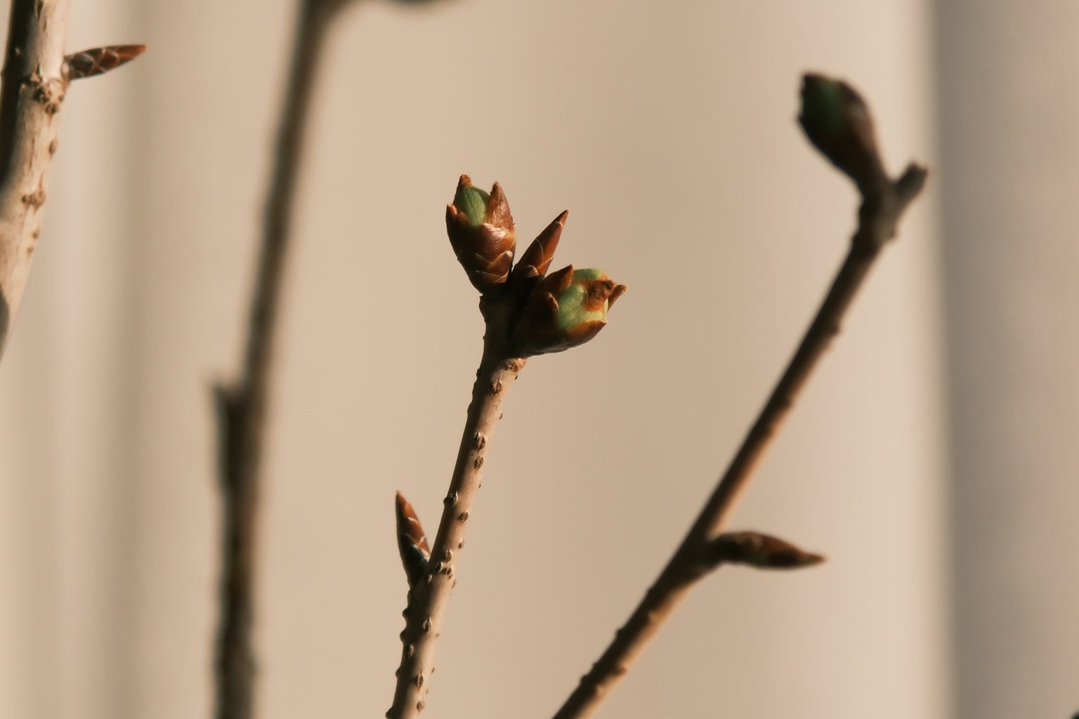 Gros plan d'une branche avec des feuilles bourgeonnantes