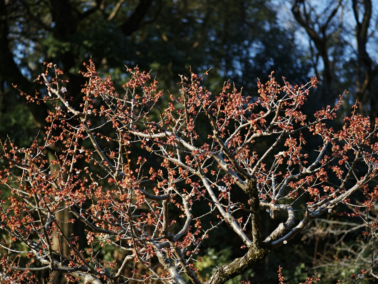 Un ramo d'albero con delicati boccioli rosa e foglie in una scena primaverile