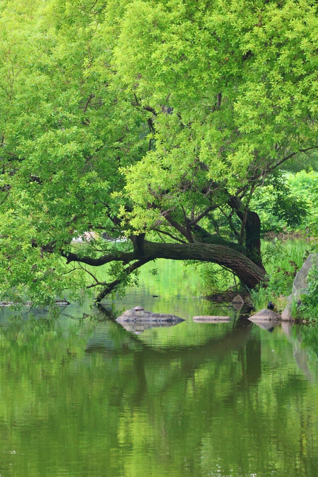 水面に映る大きな木のある緑の池の風景
