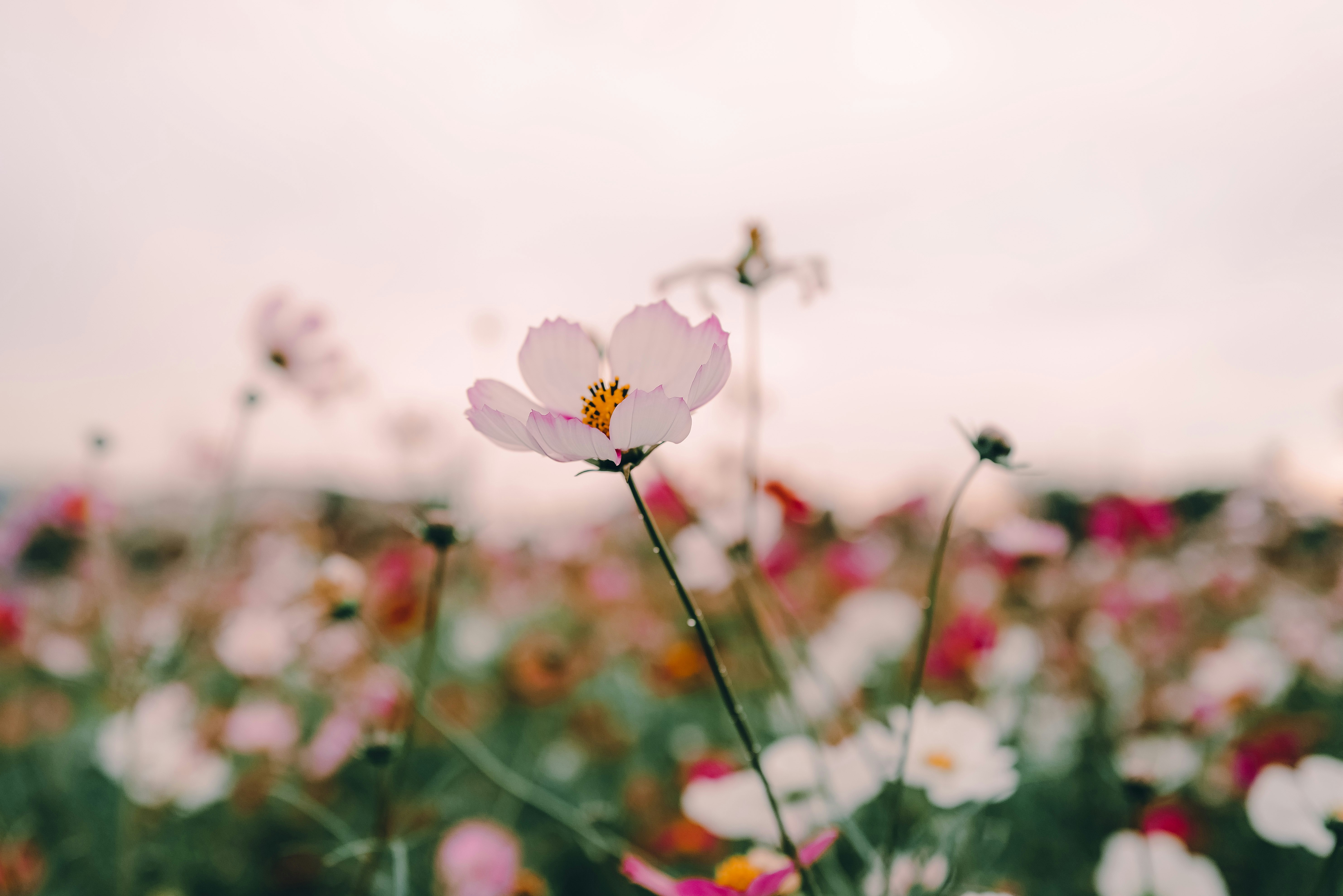 ピンクの花畑で咲くコスモスの花