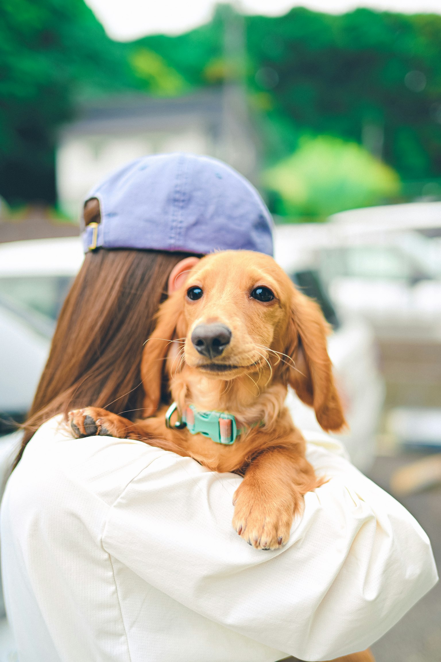 A woman holding a dog with green trees and cars in the background