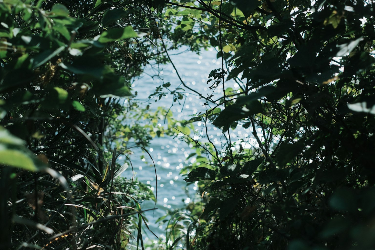 Vue pittoresque de l'eau à travers un feuillage verdoyant