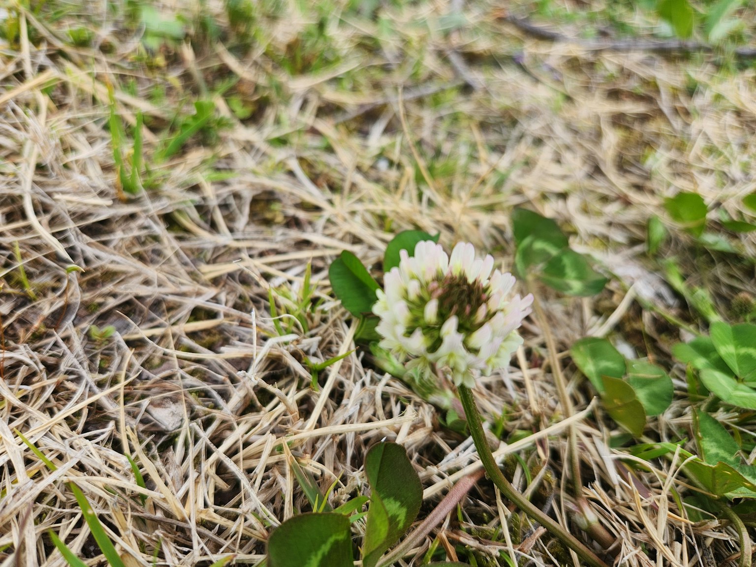 A white clover flower blooming amidst dry grass