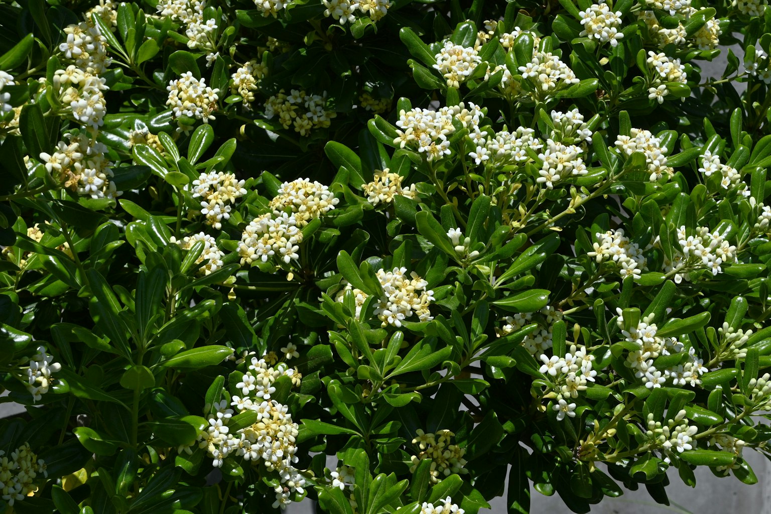 Primo piano di una pianta con foglie verdi e fiori bianchi