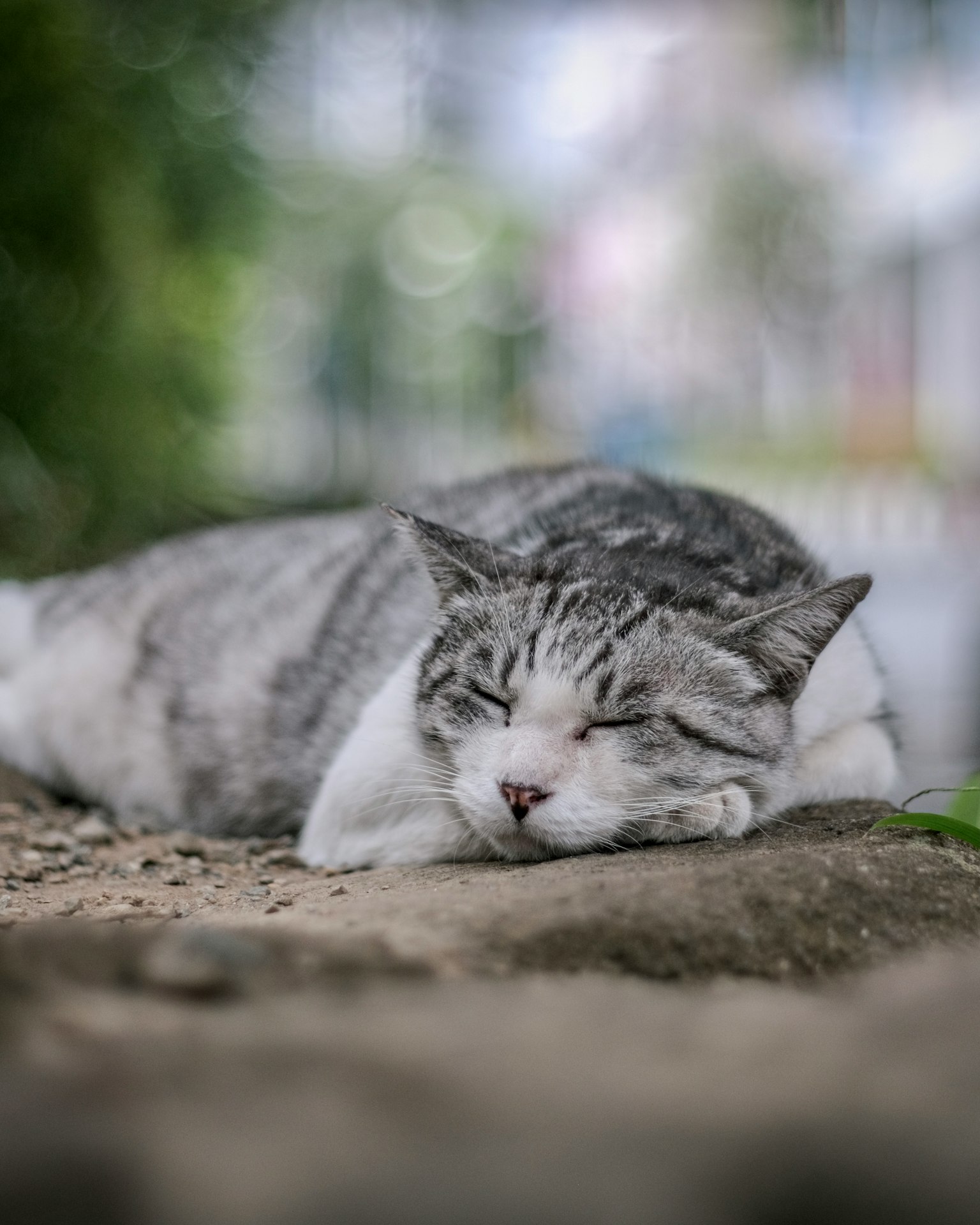 Un gato gris durmiendo pacíficamente sobre una piedra