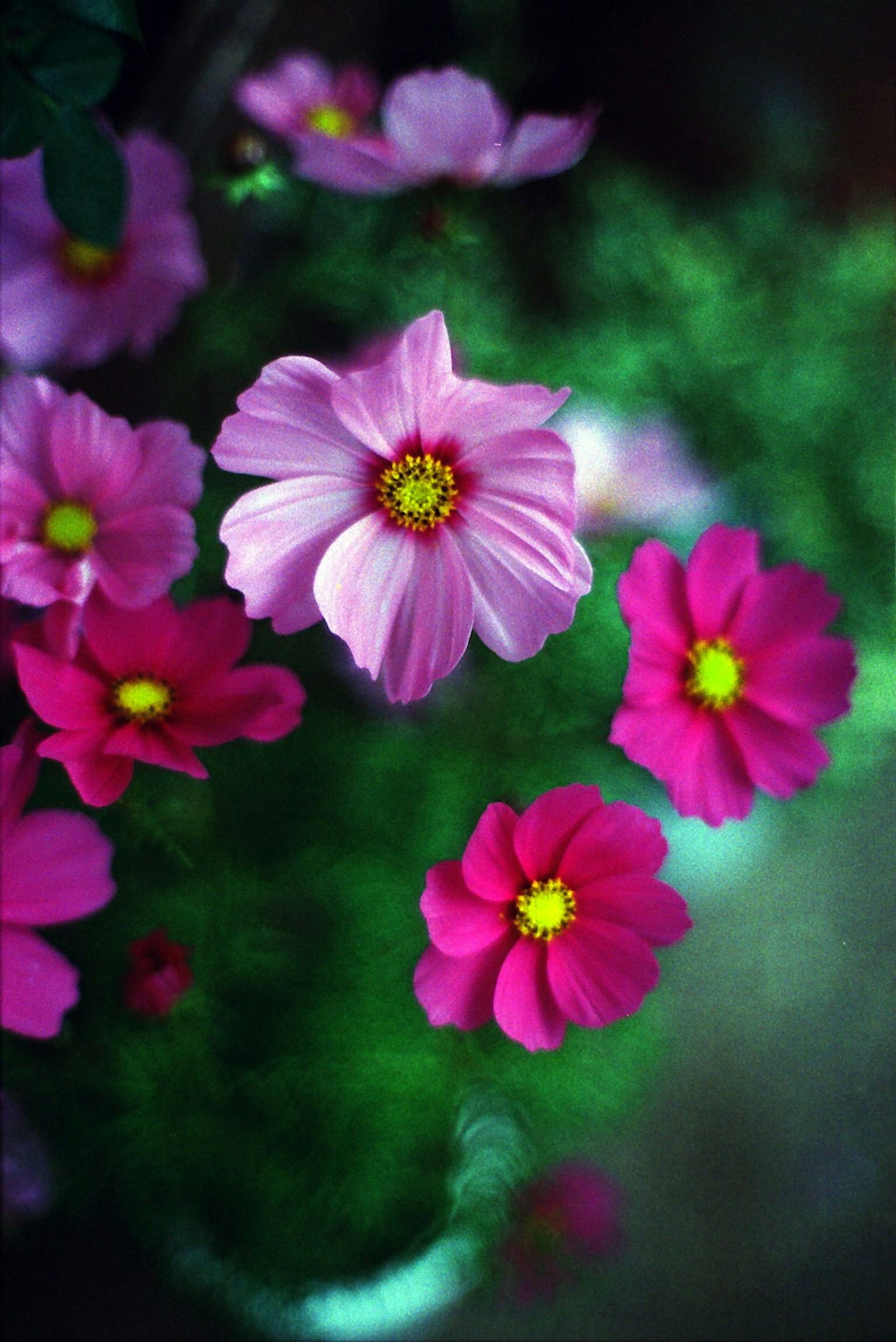 การจัดแสดงดอกไม้ที่มีสีสันสวยงาม