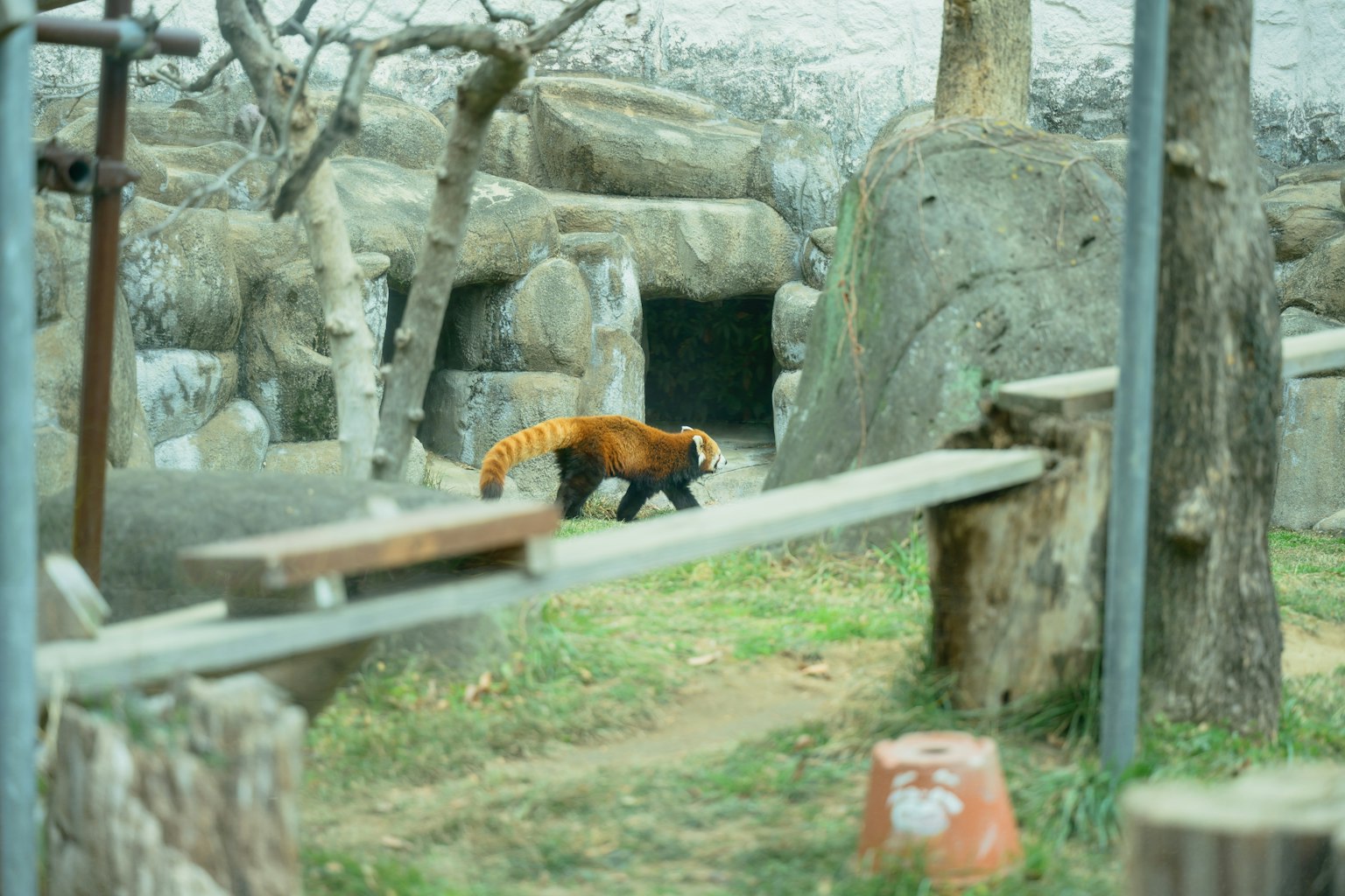 동물원 서식지에서 걷고 있는 레서판다
