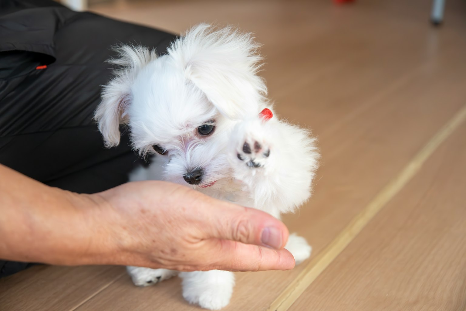 Un pequeño cachorro blanco alcanzando una mano humana