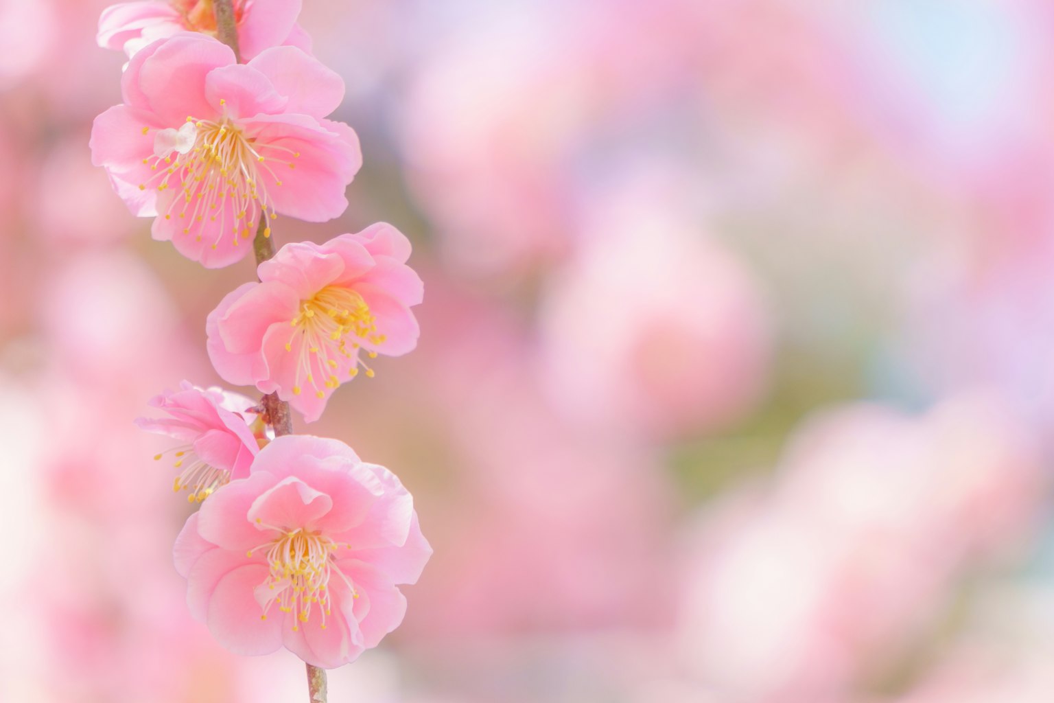 Fiori di ciliegio rosa con sfondo sfocato