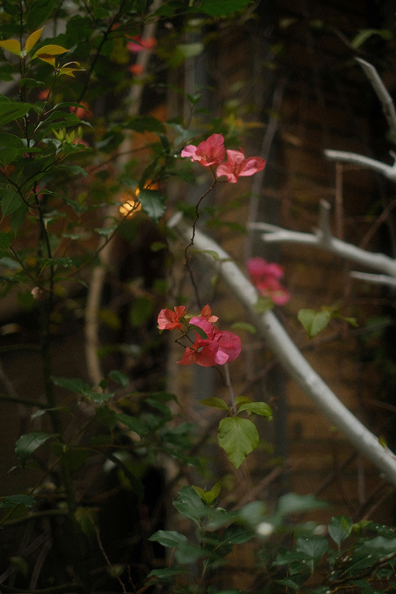 flores y vegetación en un jardín al atardecer