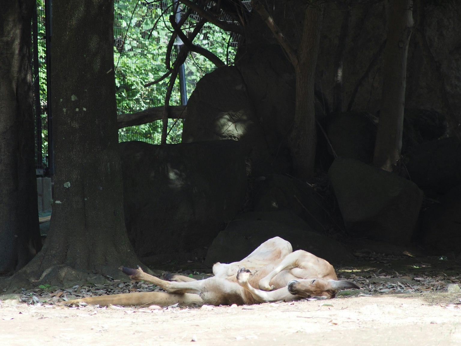 Par de canguros tumbados a la sombra bajo los árboles