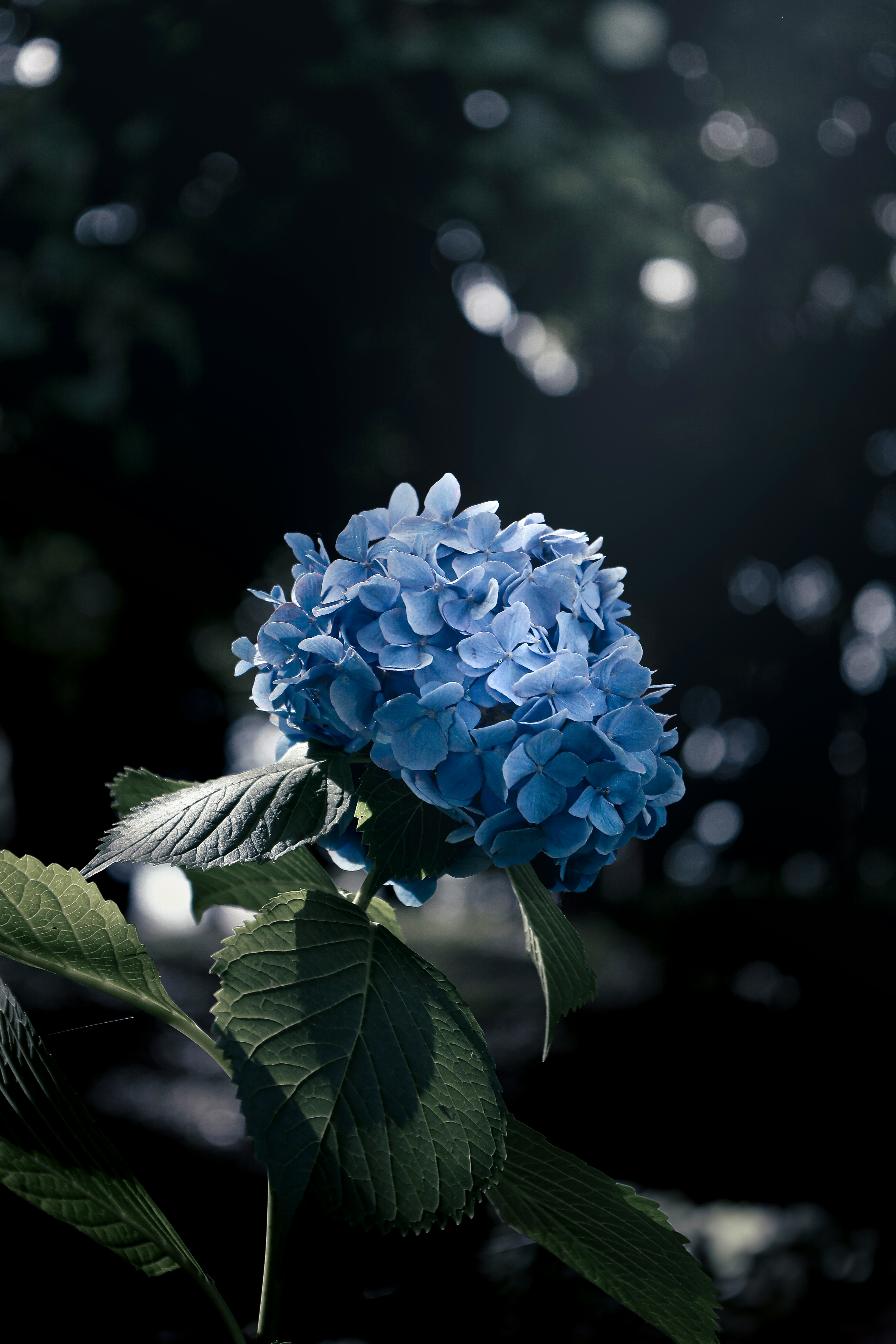 青い紫陽花の花と葉のクローズアップ