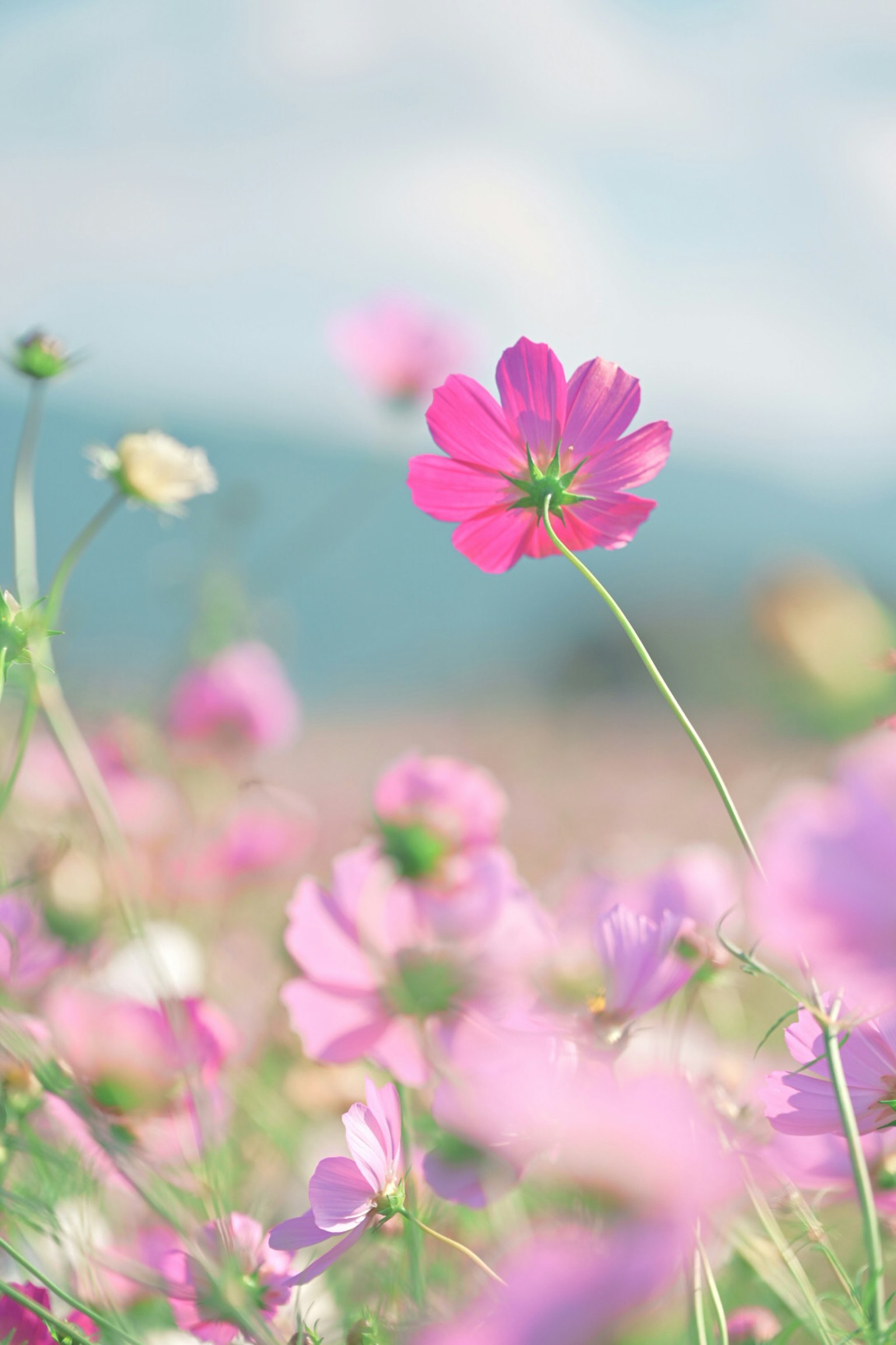 色とりどりの花が咲く風景の中で、ピンクの花が目立つ